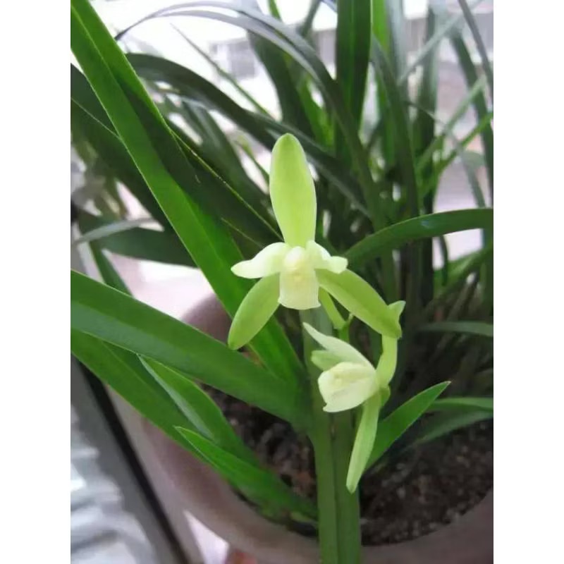 四季蘭 鐵骨素心 花期6-11🈷️（5-6芽）