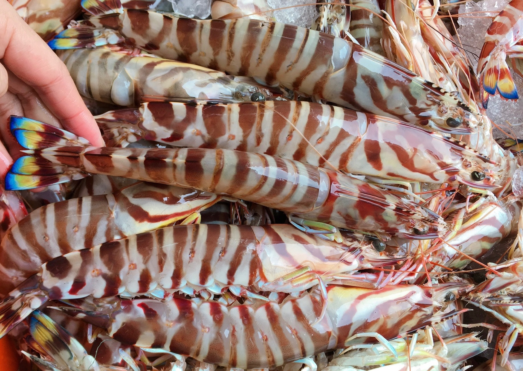 八斗子野生明蝦