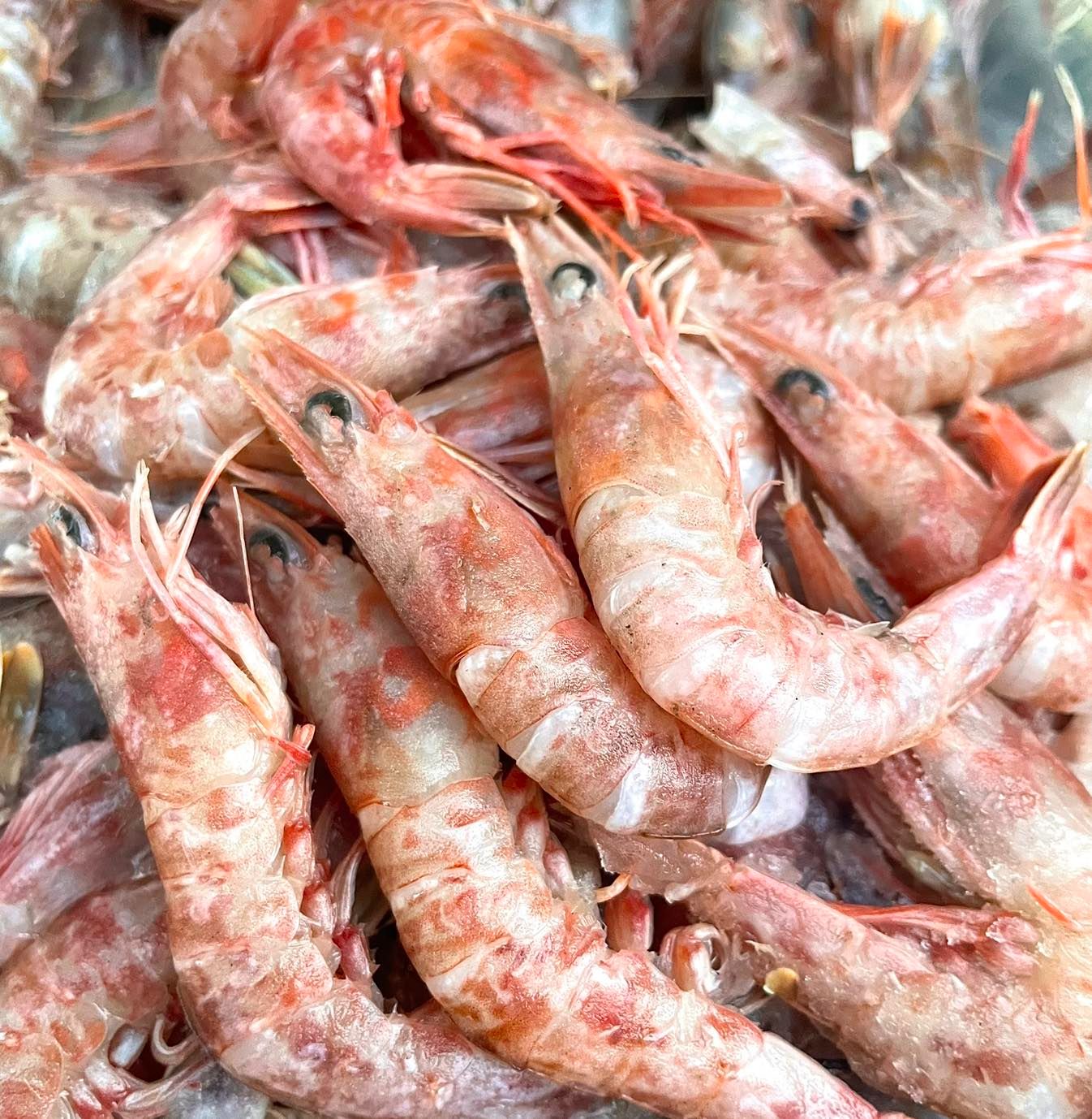 船凍火燒蝦尺寸大