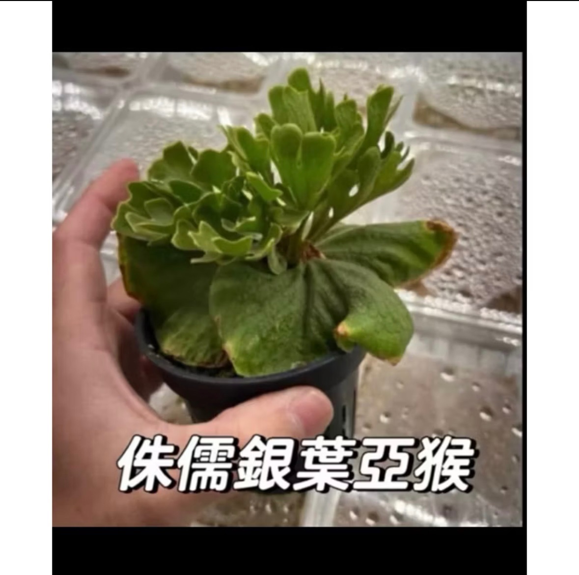 侏儒銀葉亞猴-世界上最迷你的亞猴精品