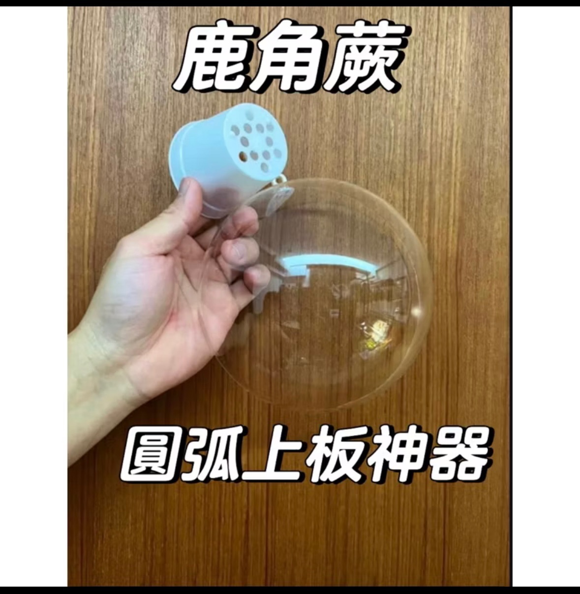 鹿角蕨上板神器 水苔塑型 絕對圓弧 新手必買
