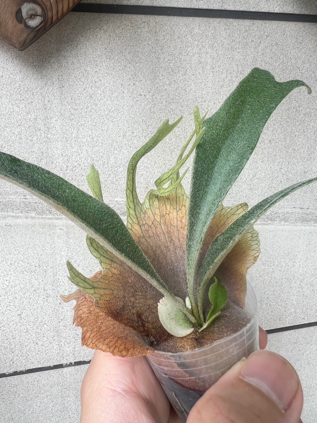 銀華交雷電（客人限定下單）