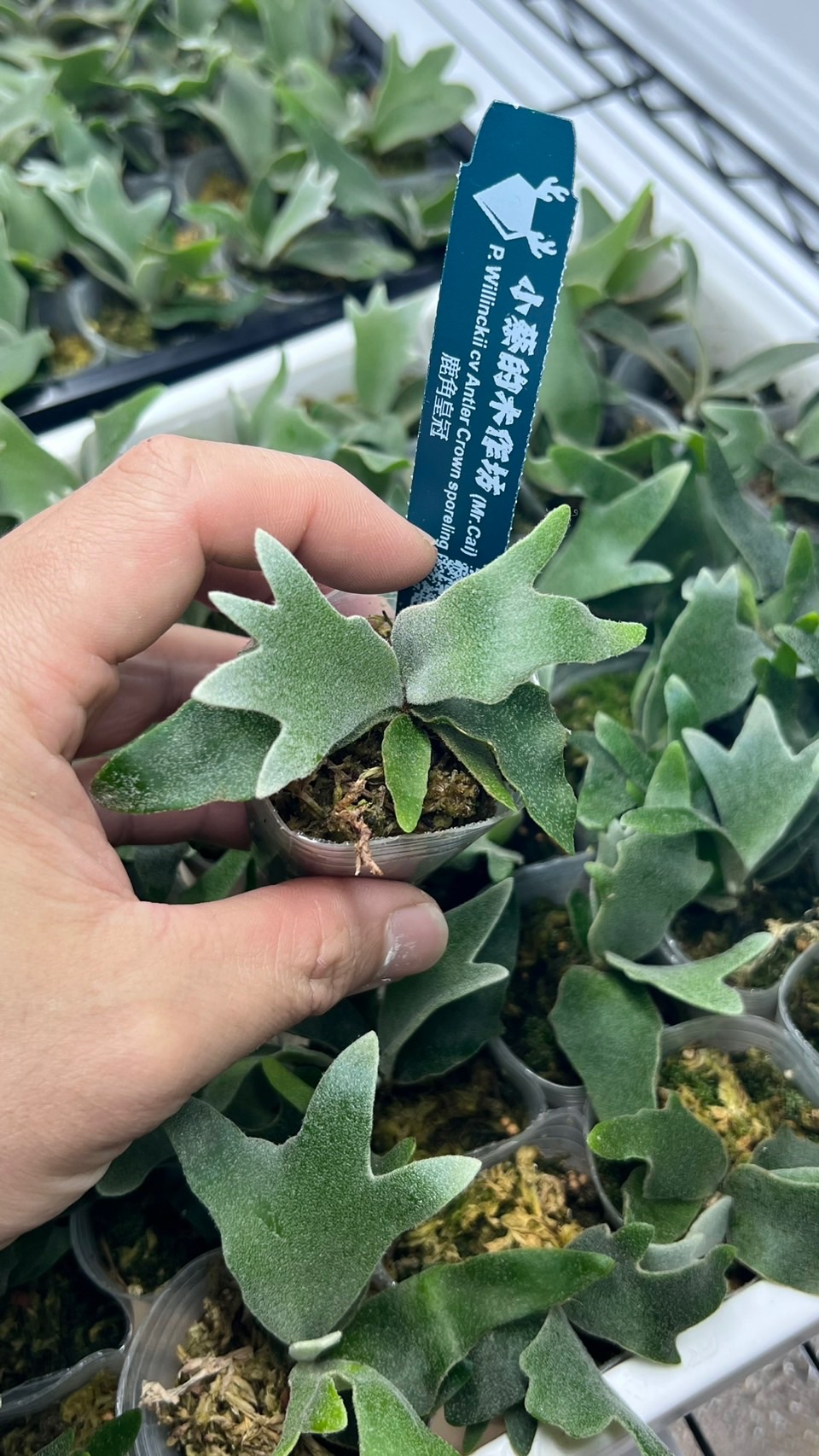 P.Willinckii cv Antler Crown -鹿角皇冠孢子苗