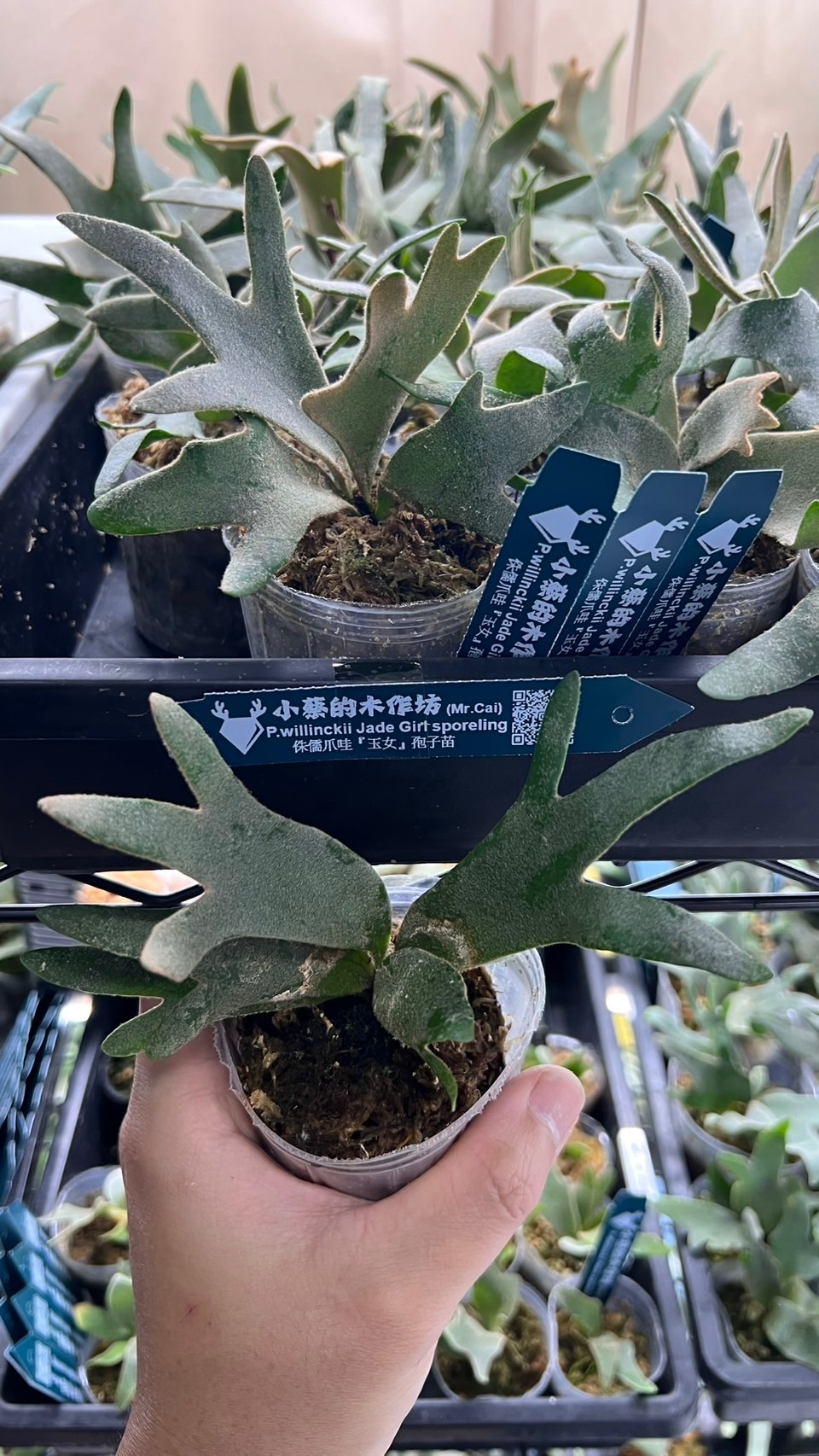 玉女鹿角蕨/侏儒爪哇玉女P.willinckii’Jade Girl’ Sporeling