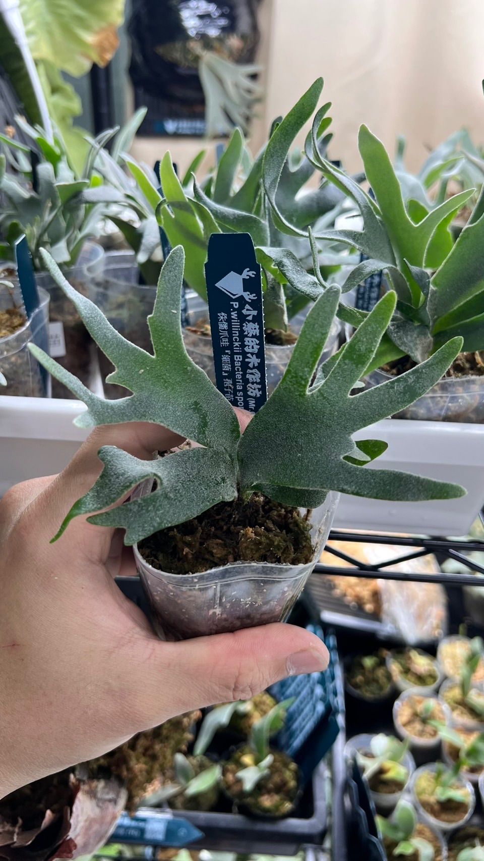 細菌孢子苗P. Willinckii-Bacteria