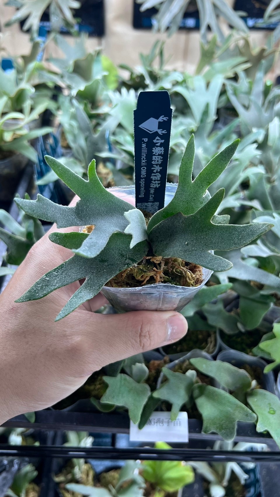 OMG spore侏儒爪哇孢子苗