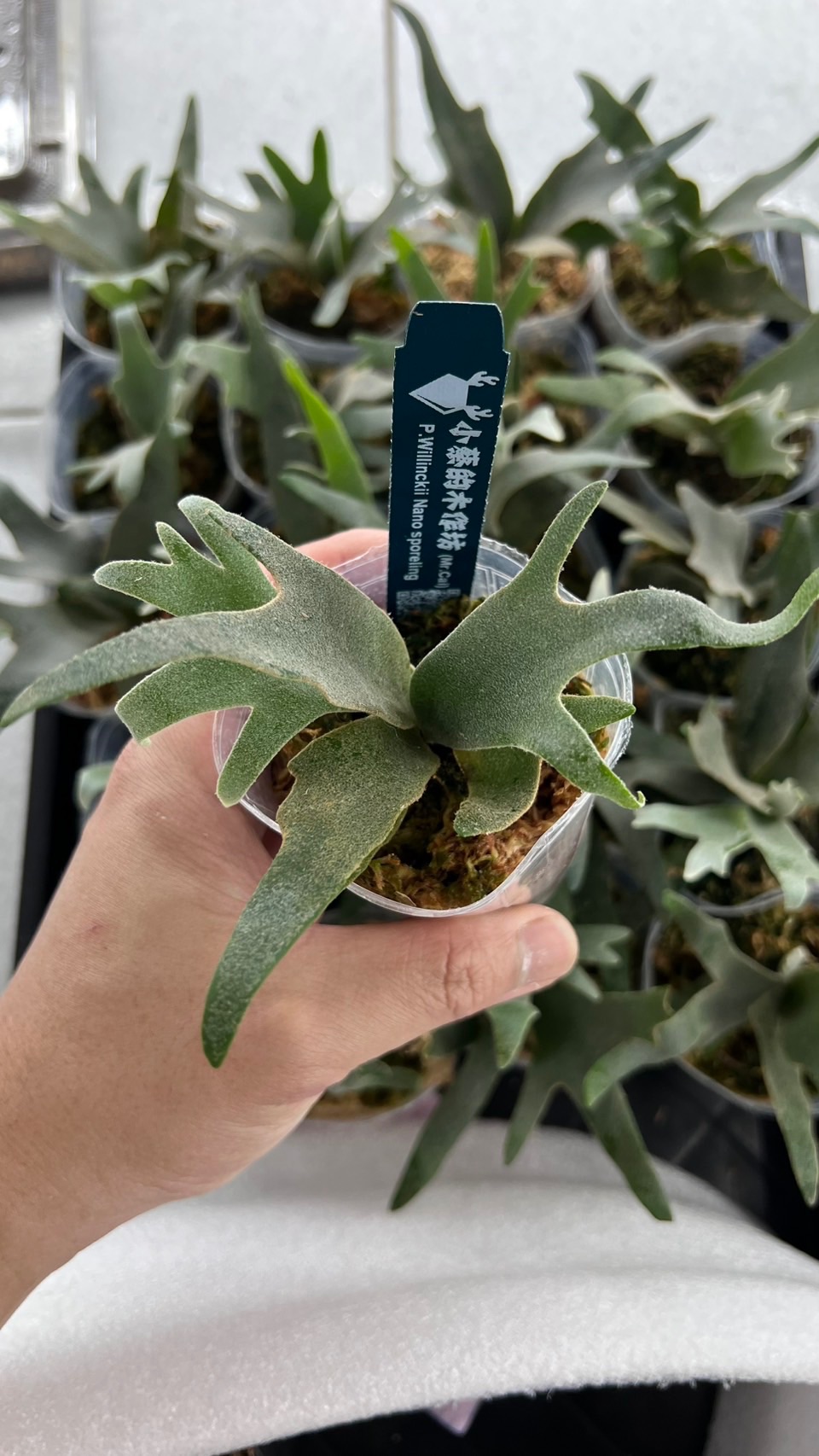 Nano頂級六大侏儒鹿角蕨