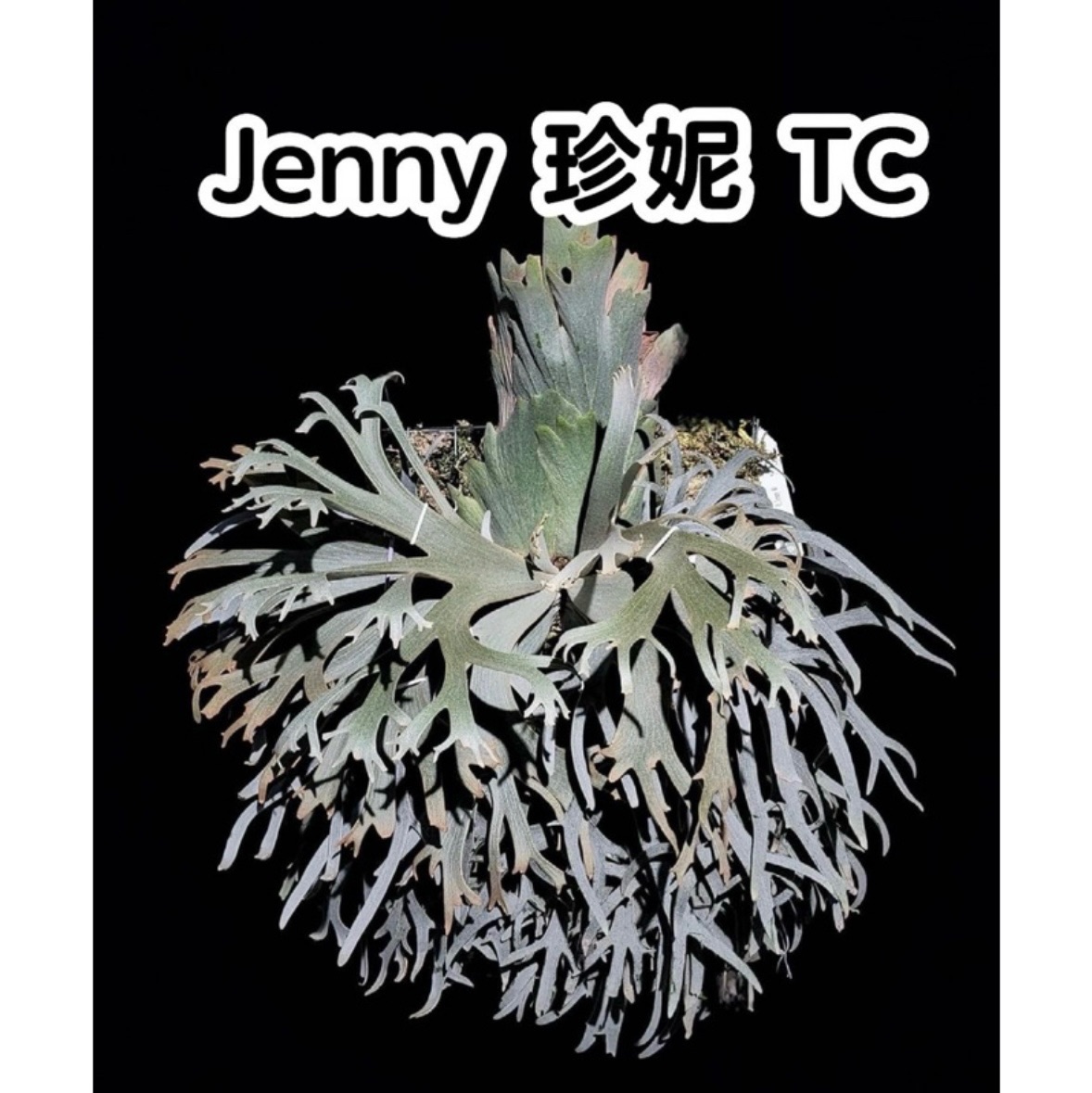 Jenny珍妮鹿角蕨TC 珍妮tc 最頂級的收藏藝品600萬