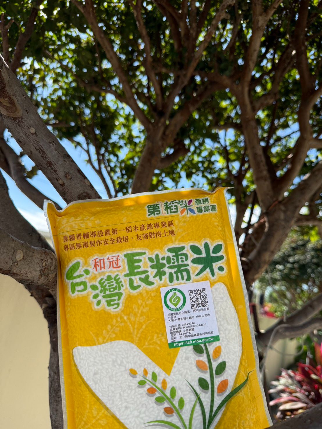 【履歷米 I 真空包裝】和冠  長糯米【1Kg】