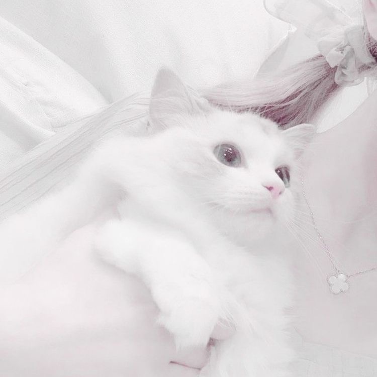 置頂（非商品）