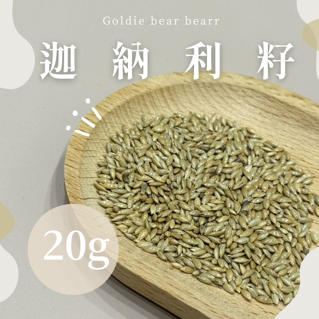 Goldie bear | 『迦納粒籽』