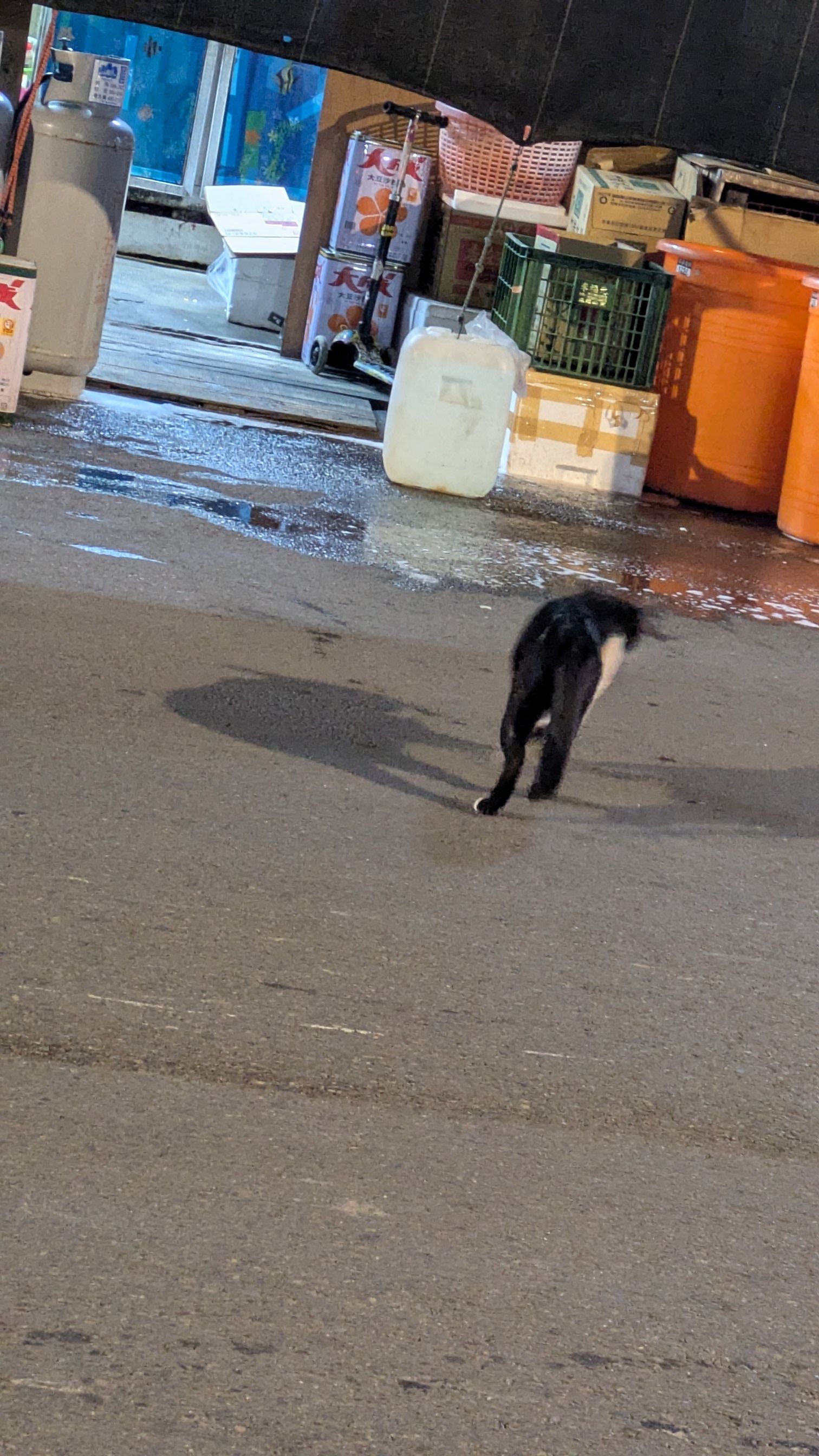 艾莉