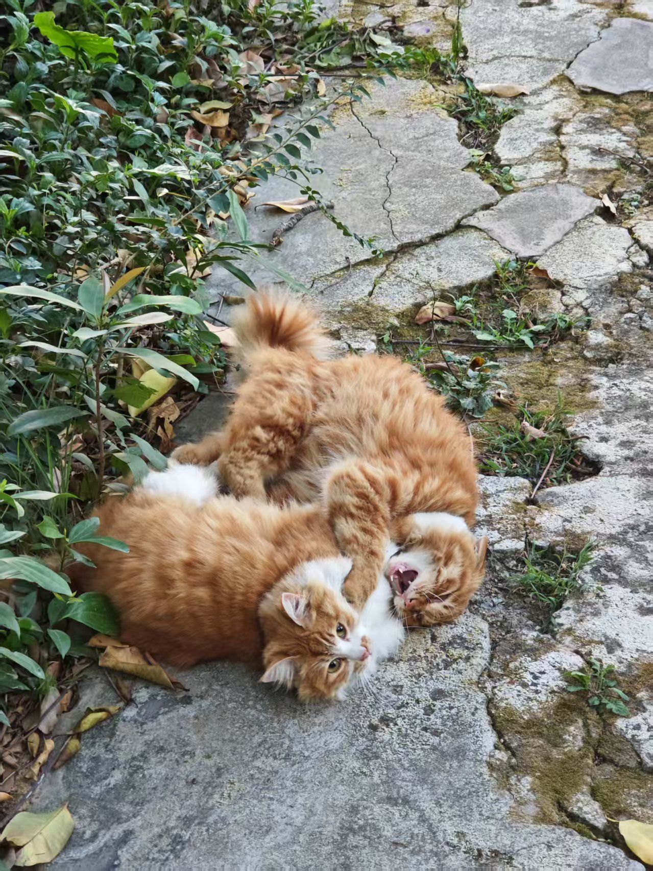 檸檬
