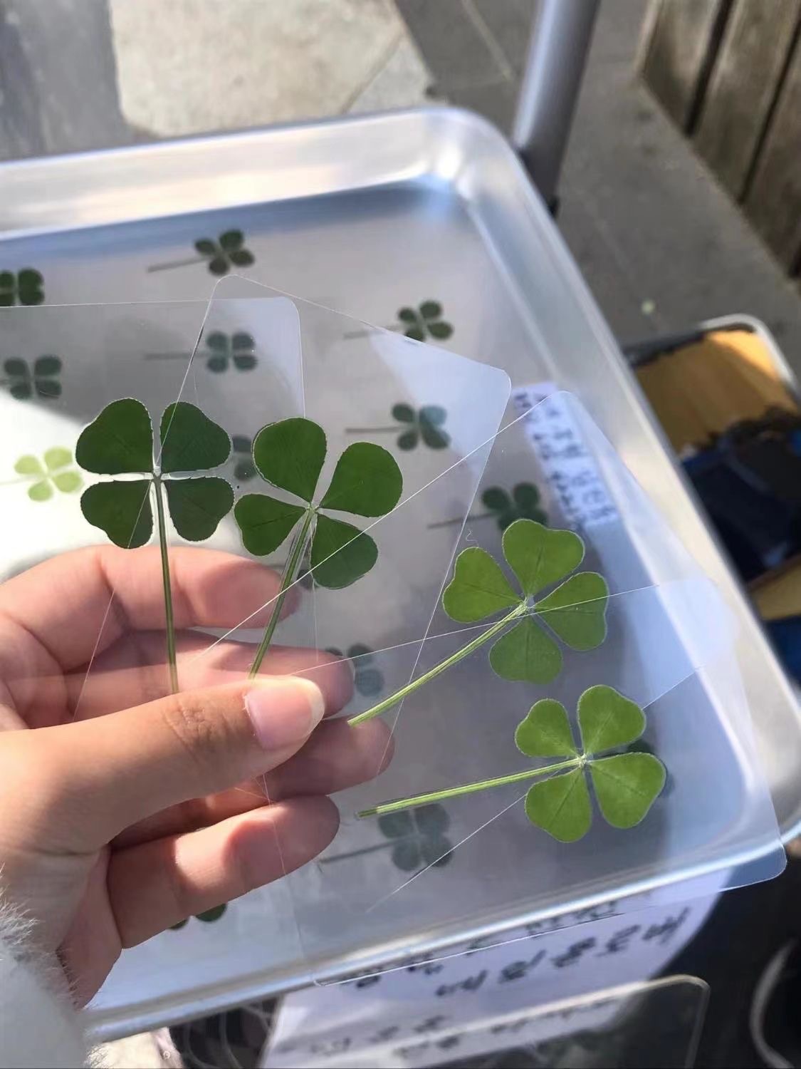 好運滿滿🍀四葉草透卡（買4送1）