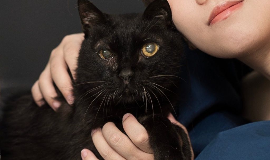 【插播廣告】養樂多（2006.03.27-2026.02.01）