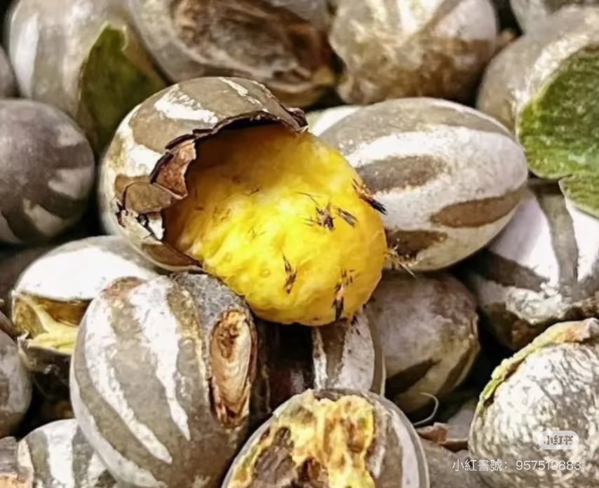 荳荳專拍 坦克蟲