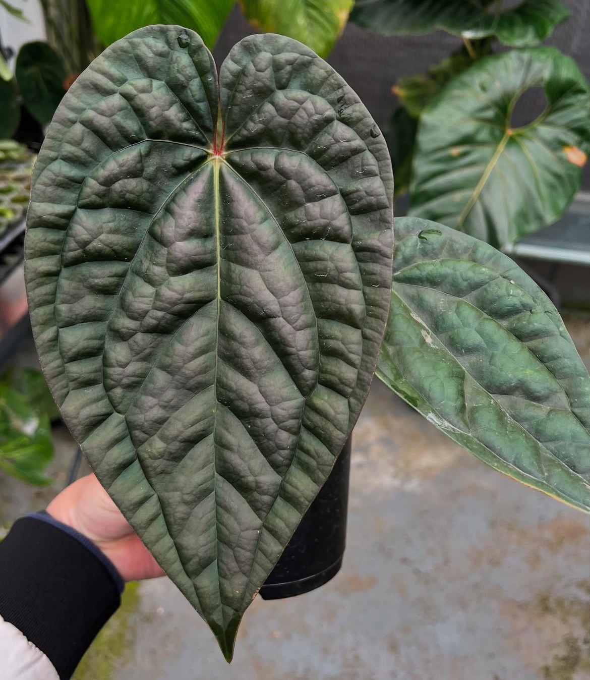 Anthurium Noveltyg AOS X luxurians 自家育種火鶴