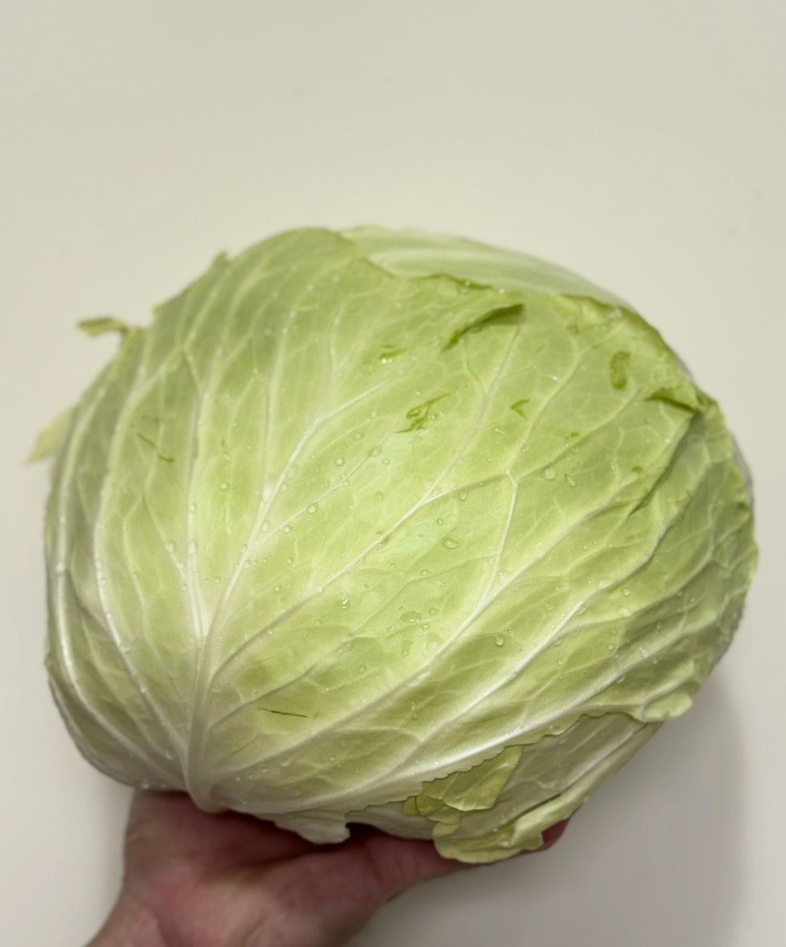高麗菜鮮肉水餃