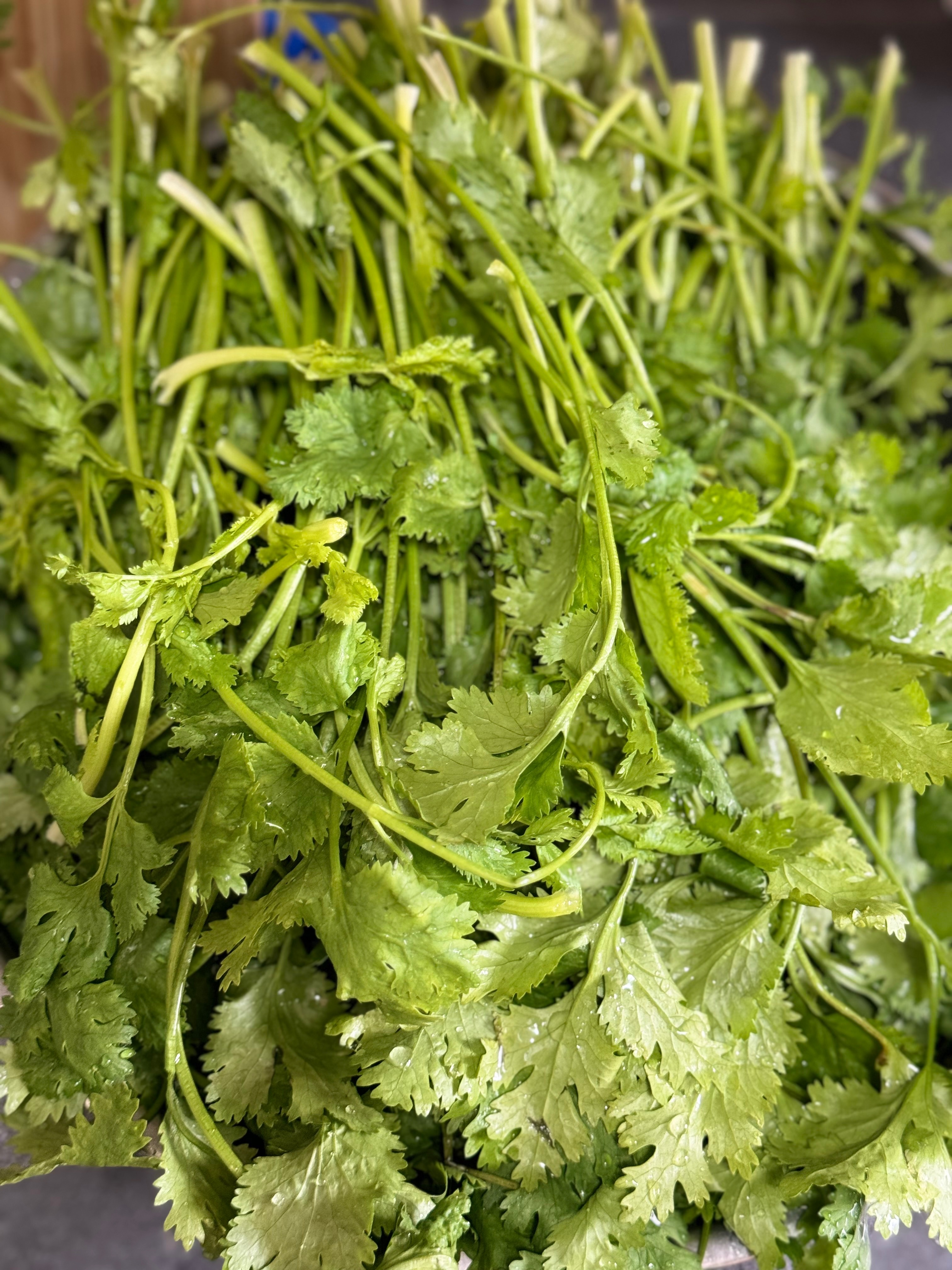 香菜蘿蔔鮮肉水餃