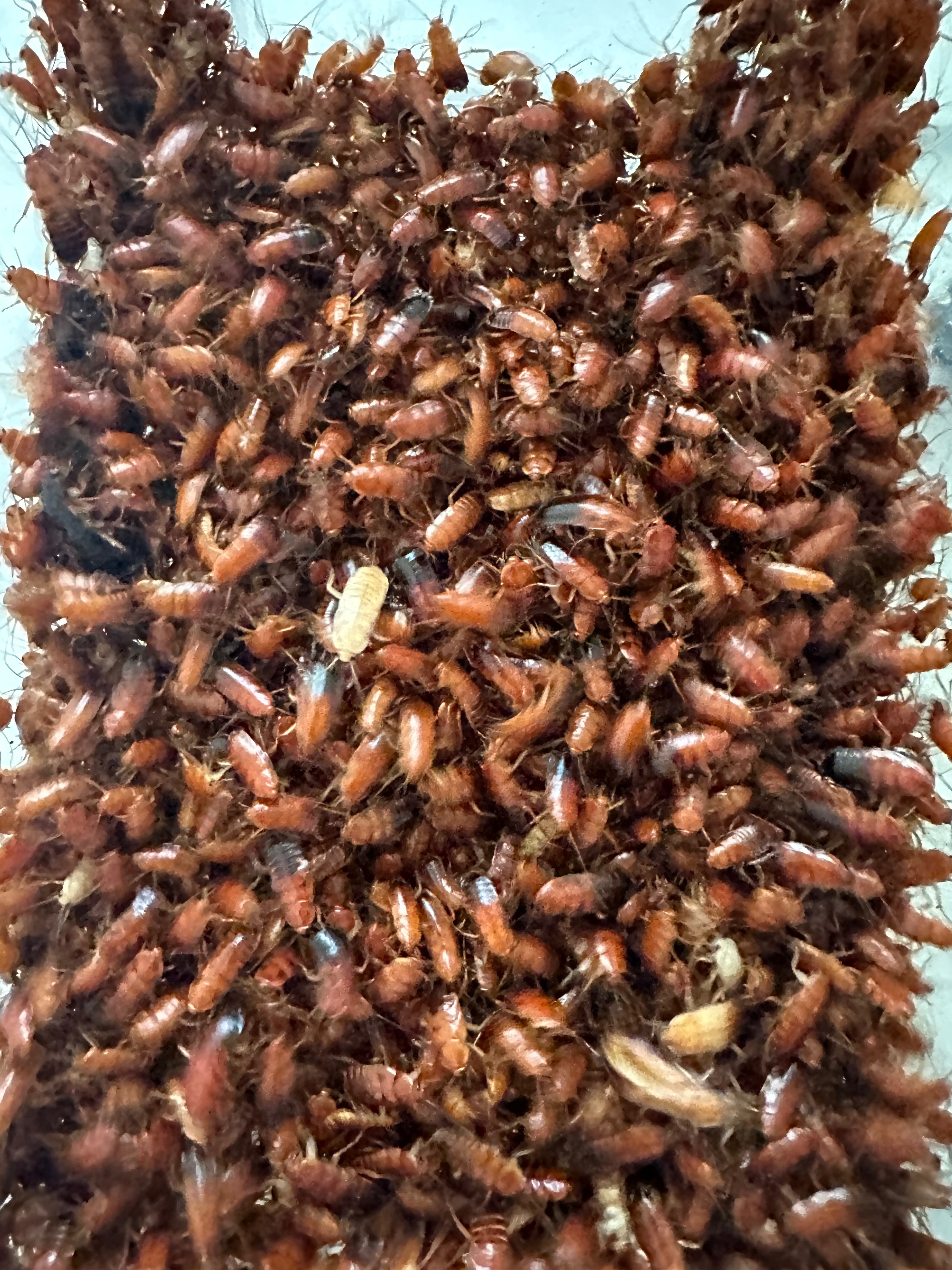 櫻桃紅蟑螂 顆粒