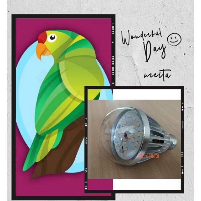 鳥寶專用 鸚鵡光照12瓦燈泡