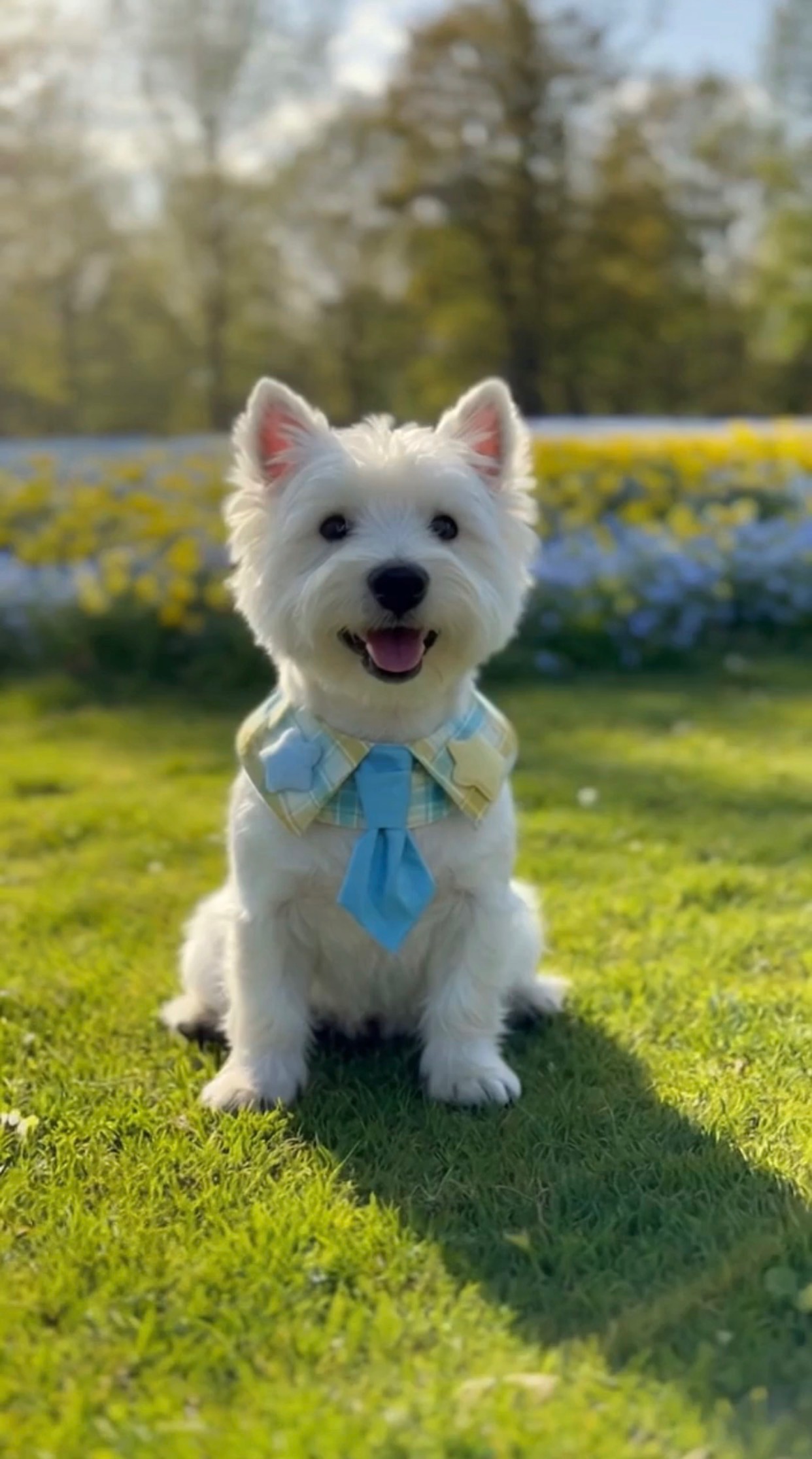 春夏清新風領帶