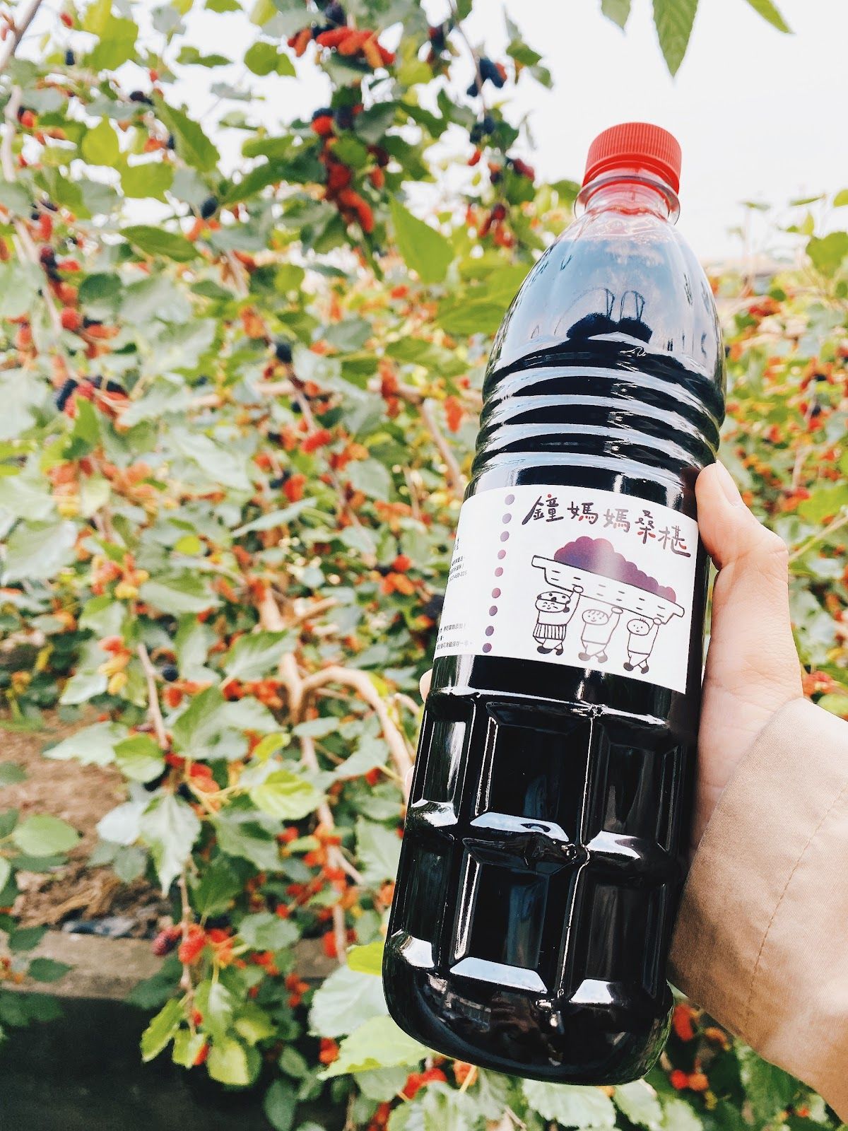 鐘媽媽桑椹果粒濃縮原汁