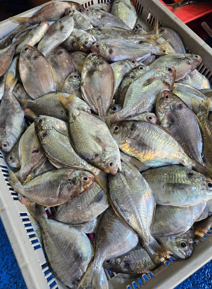 澎湖現流・肉鯽魚