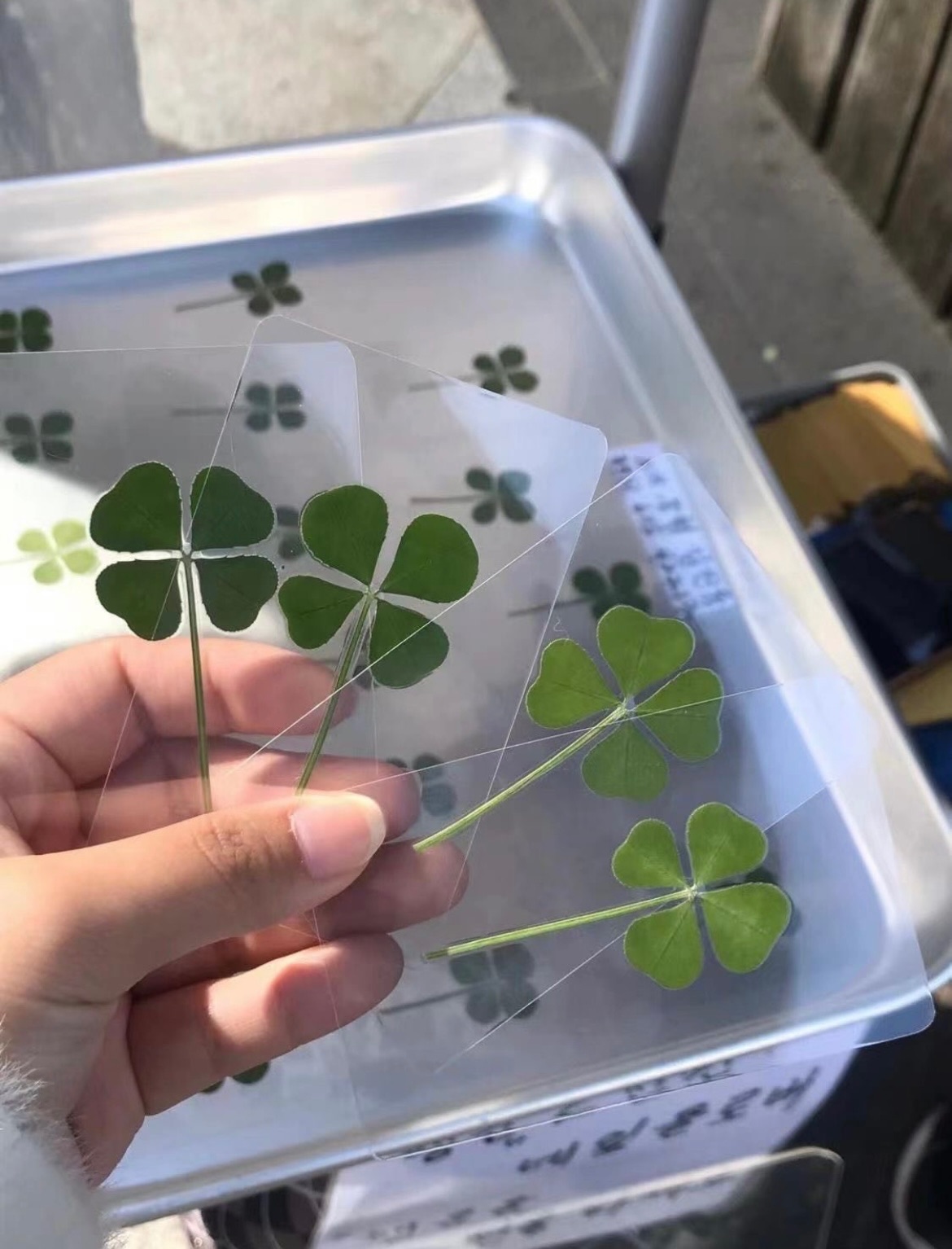 買了就中發票😭好運加持！隨身帶🍀幸運草透卡（買4送1）