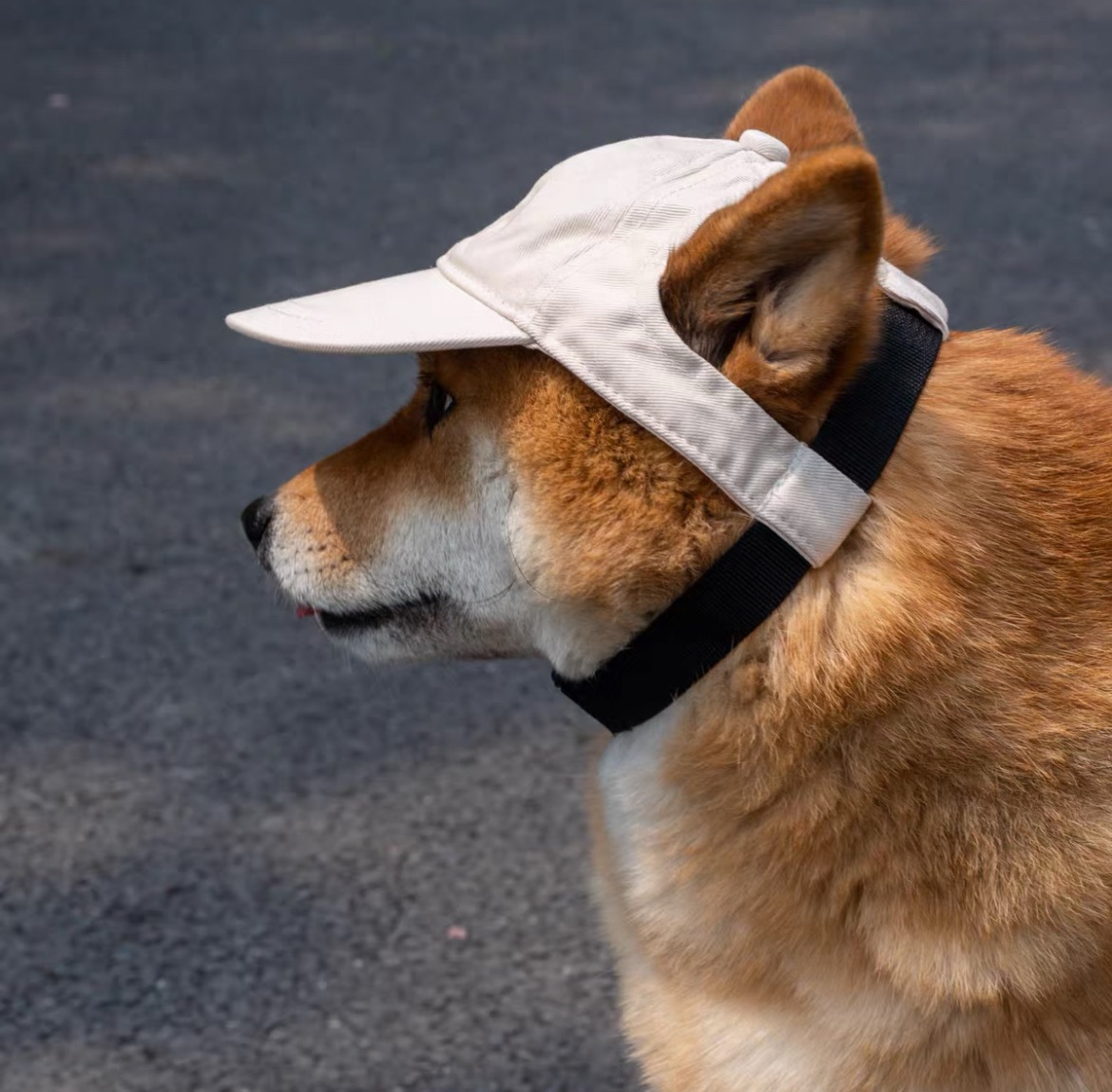 超可愛的小狗小貓防曬帽👒🌞保護狗狗的眼睛！