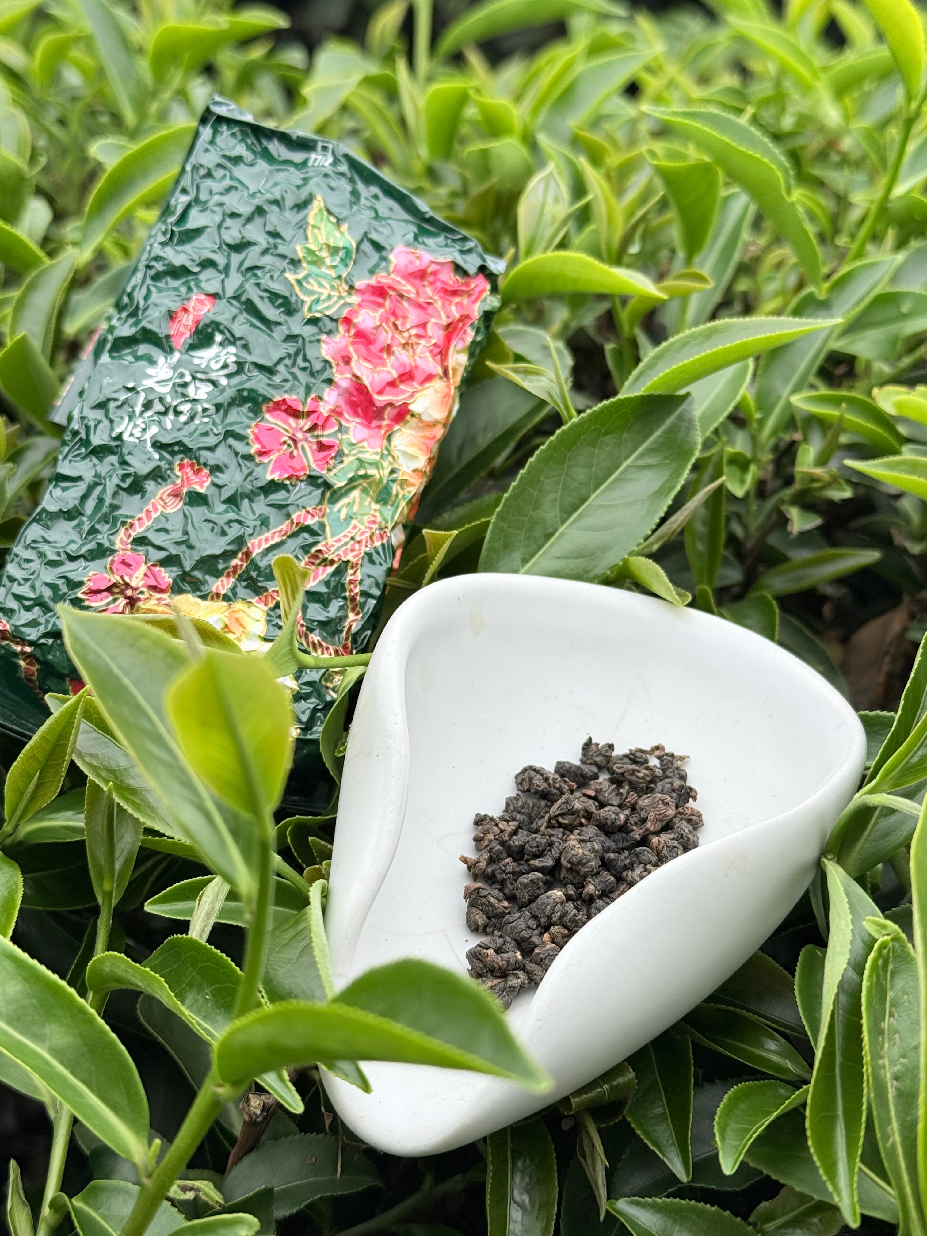四季春茶