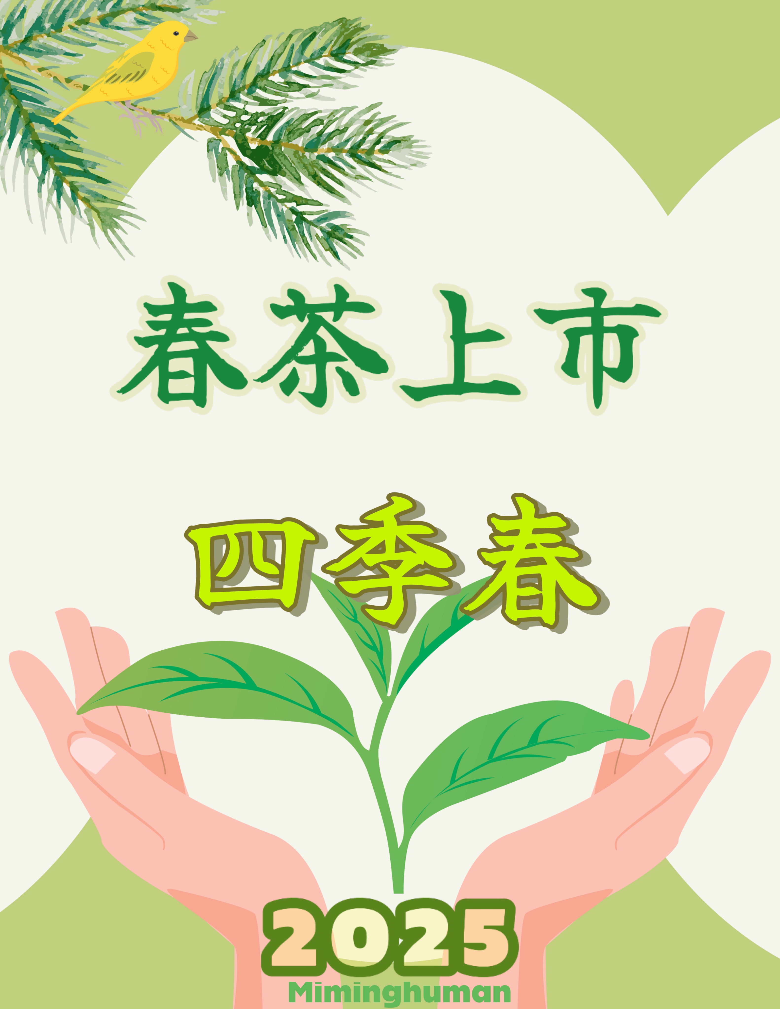 春茶-四季春