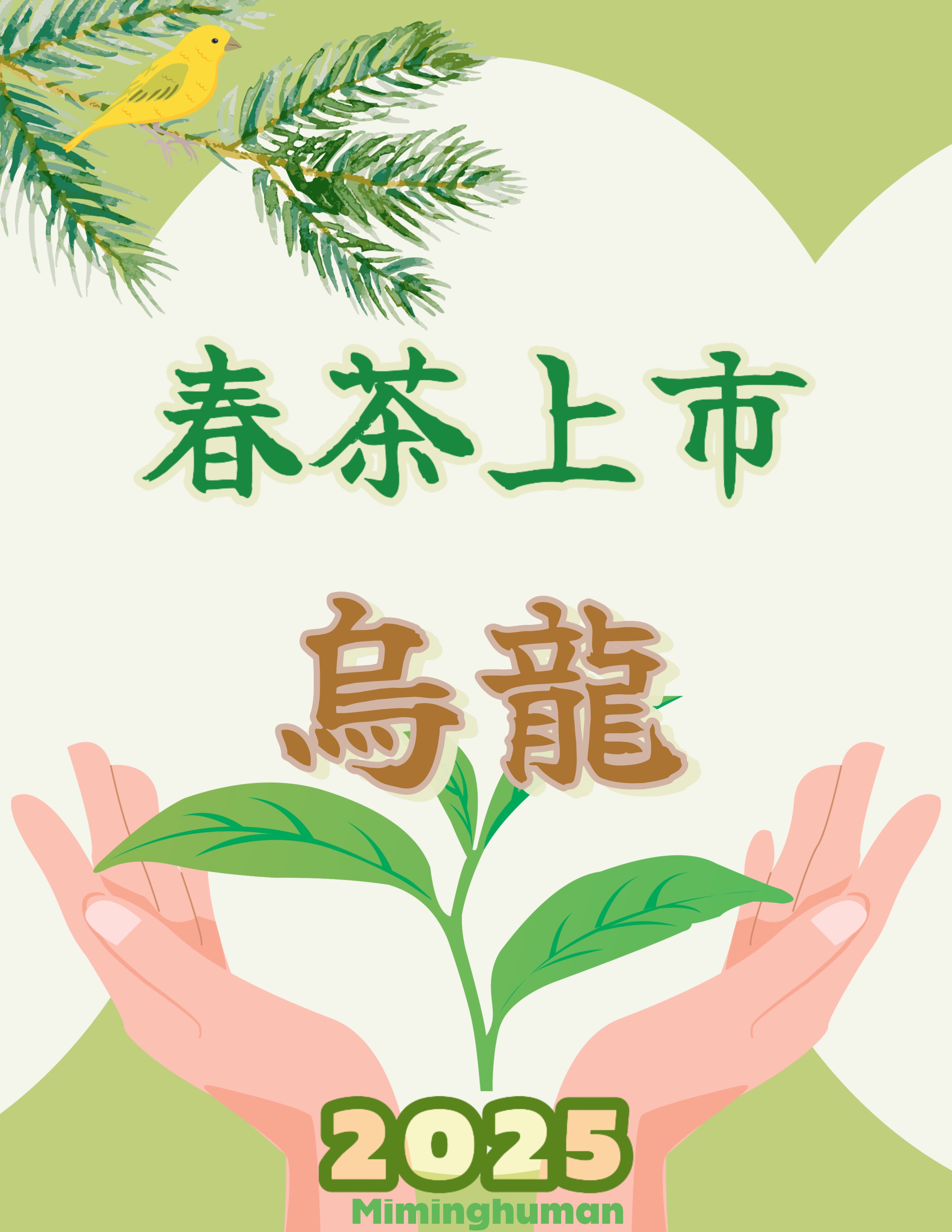 春茶-烏龍茶