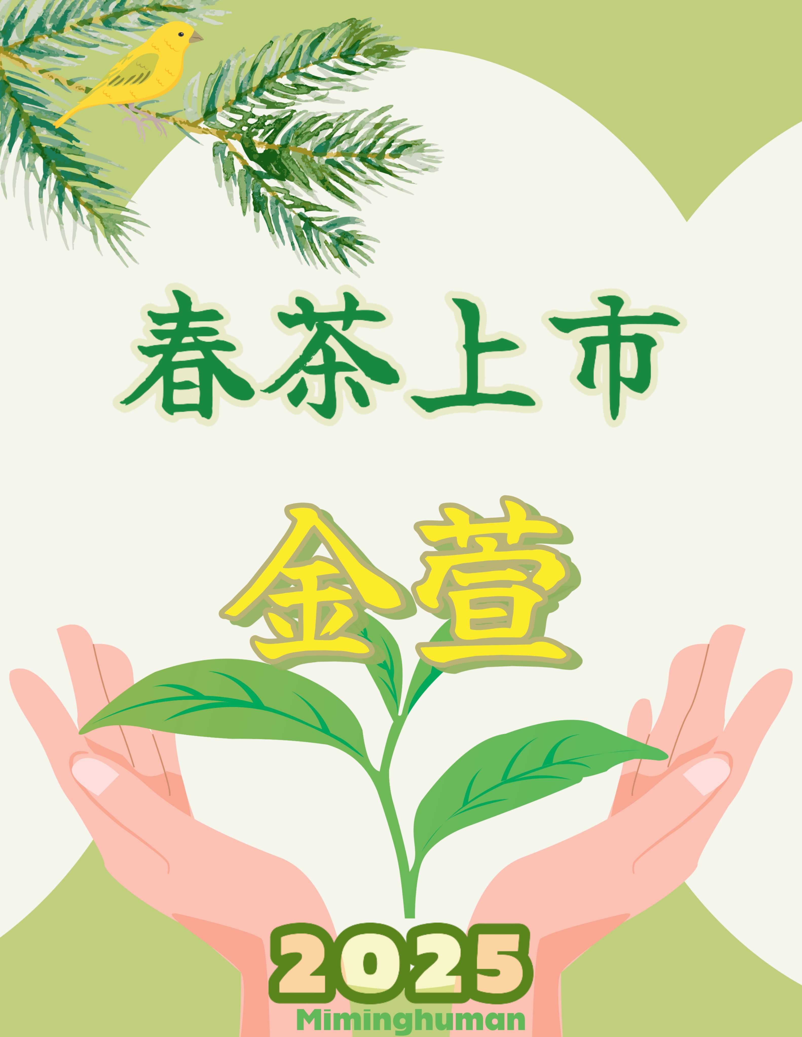 春茶-金萱