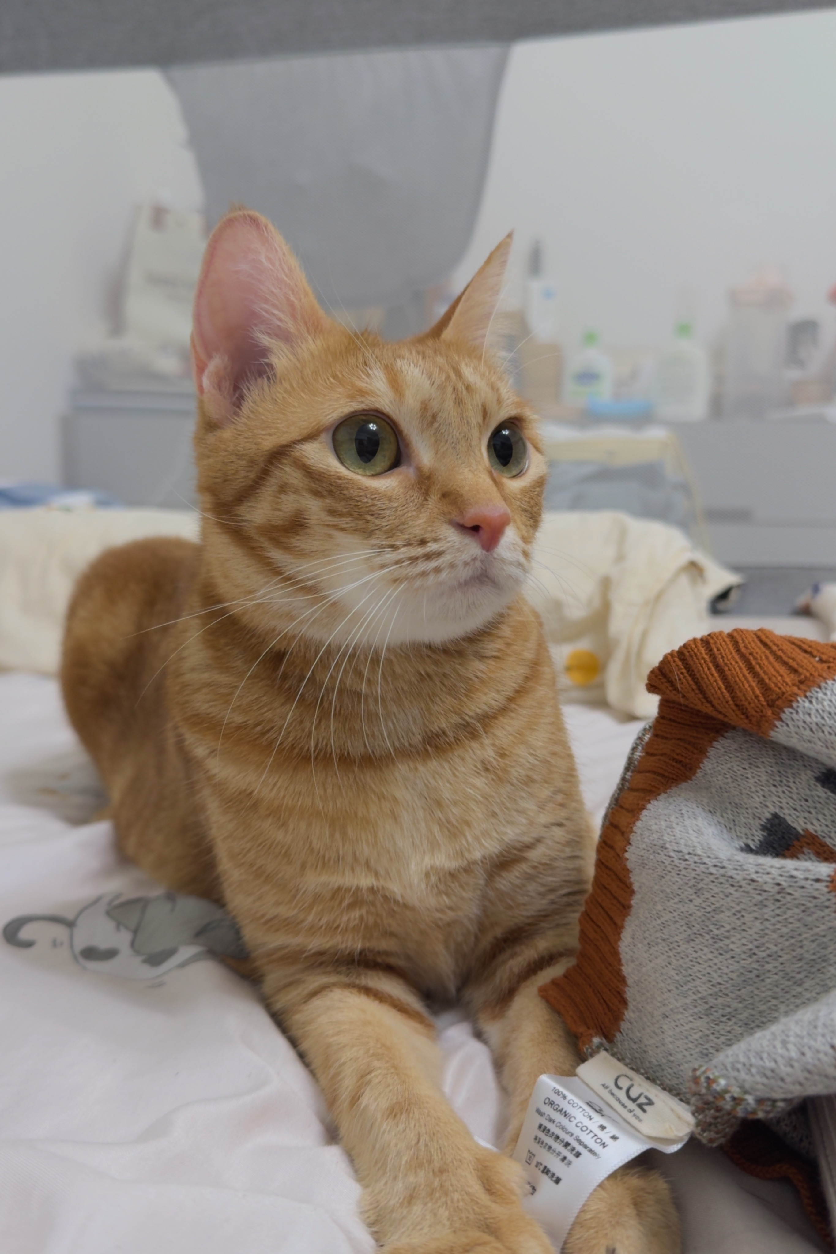 初楓精油噴霧系列-癒·喜悅清新噴霧