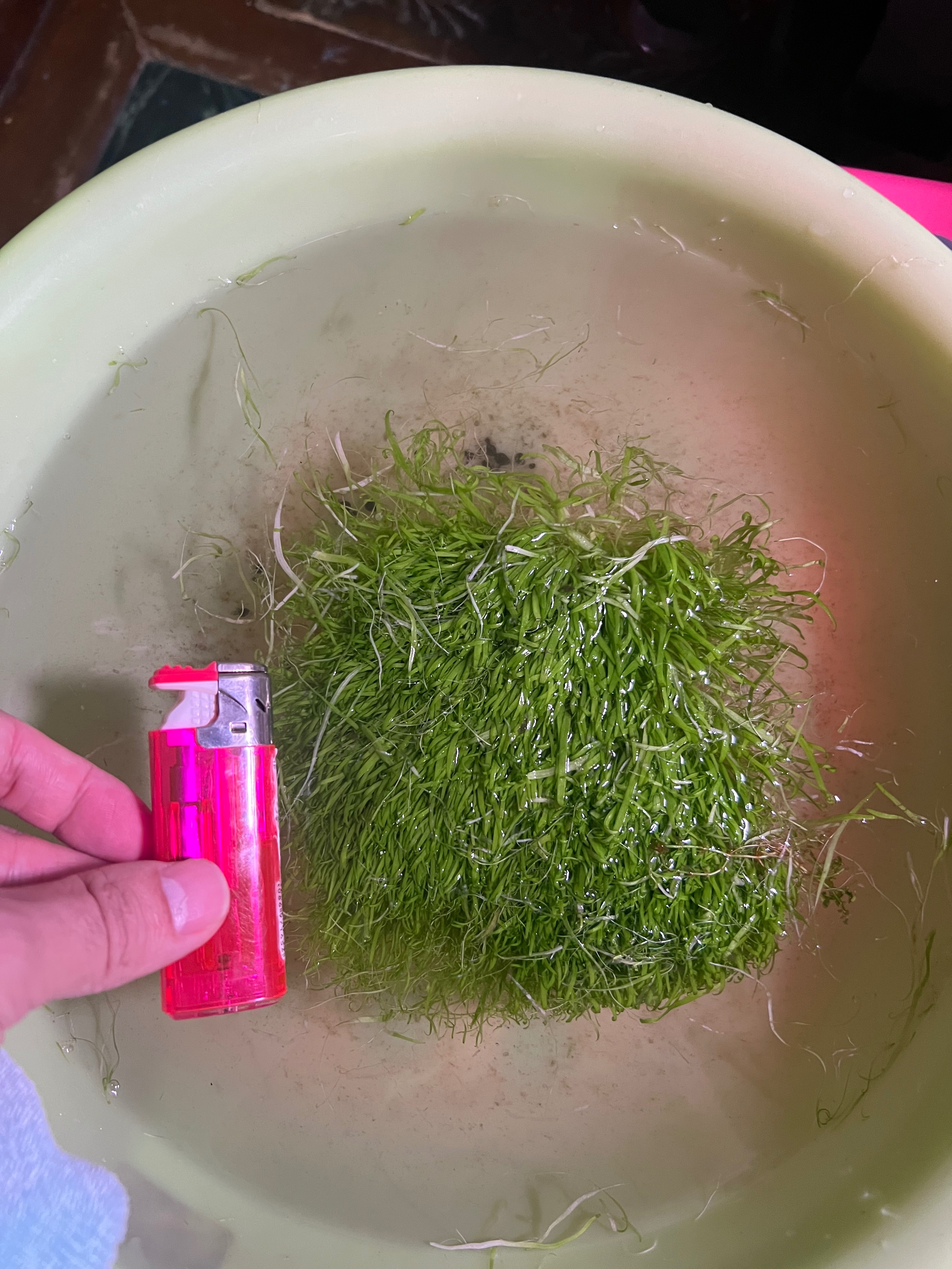 挖耳草皮一片