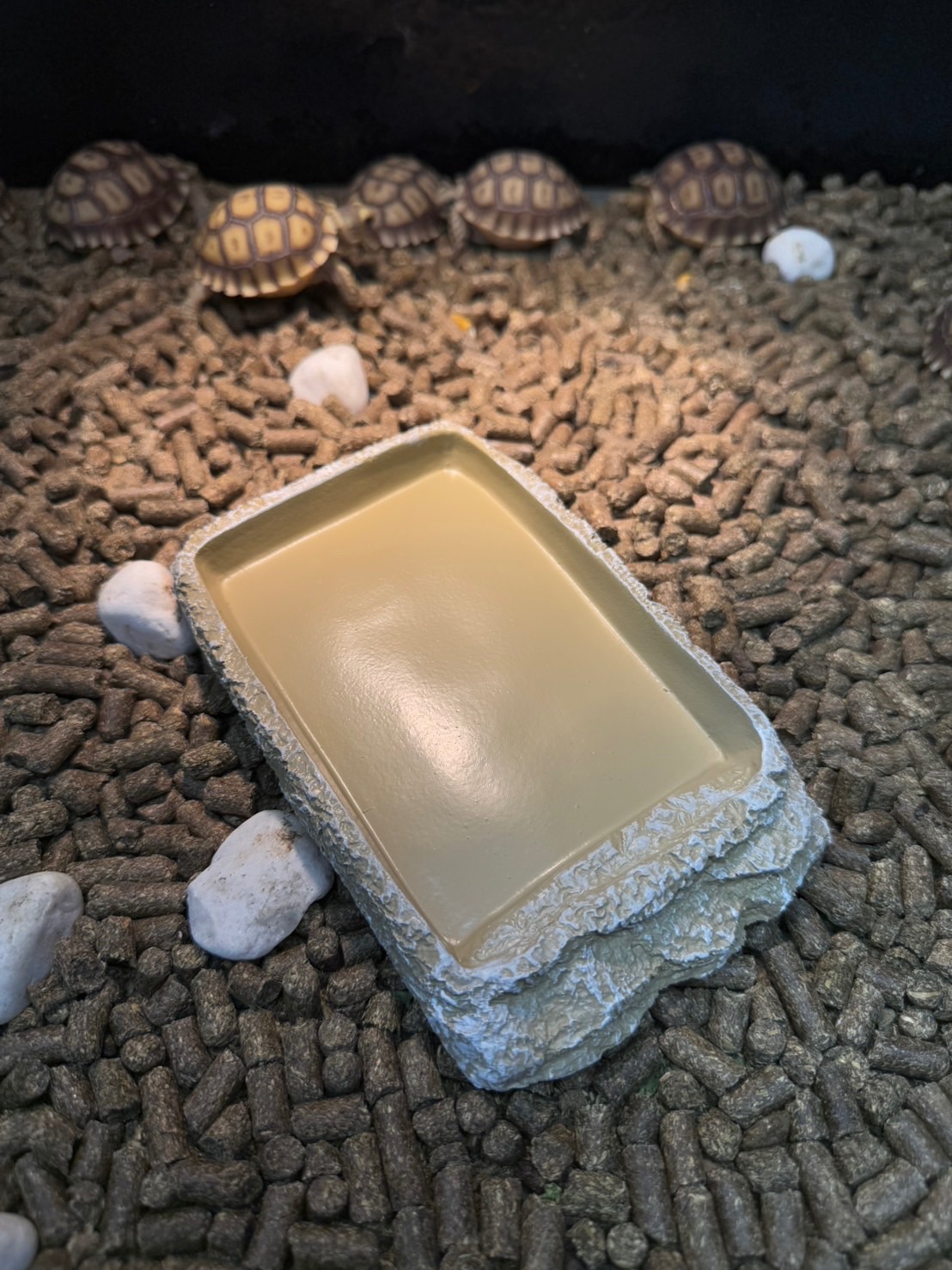 淺水盆