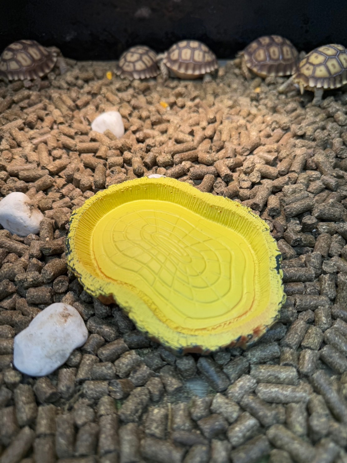 小水盆11*8公分