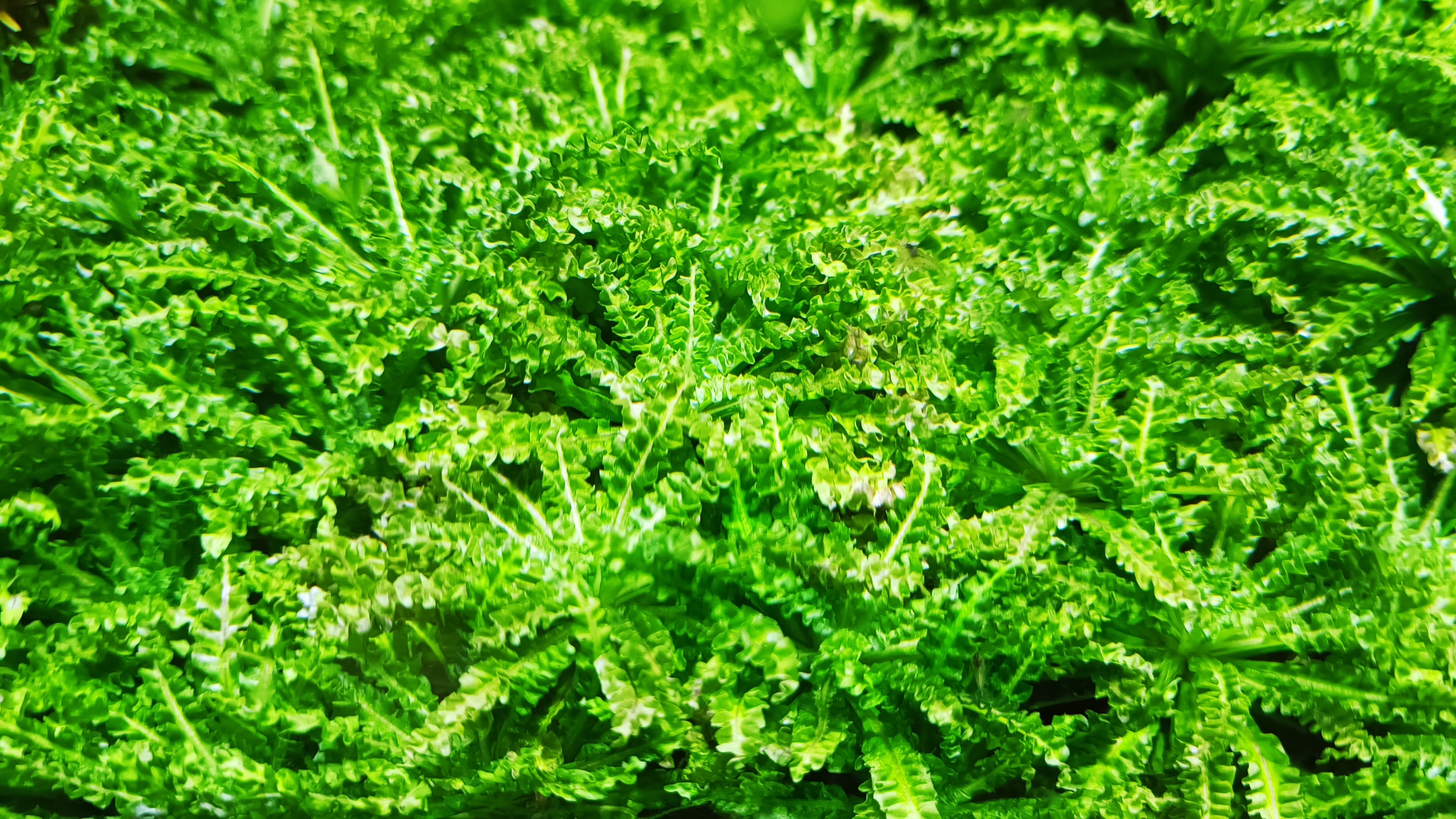 活水草-噴泉太陽