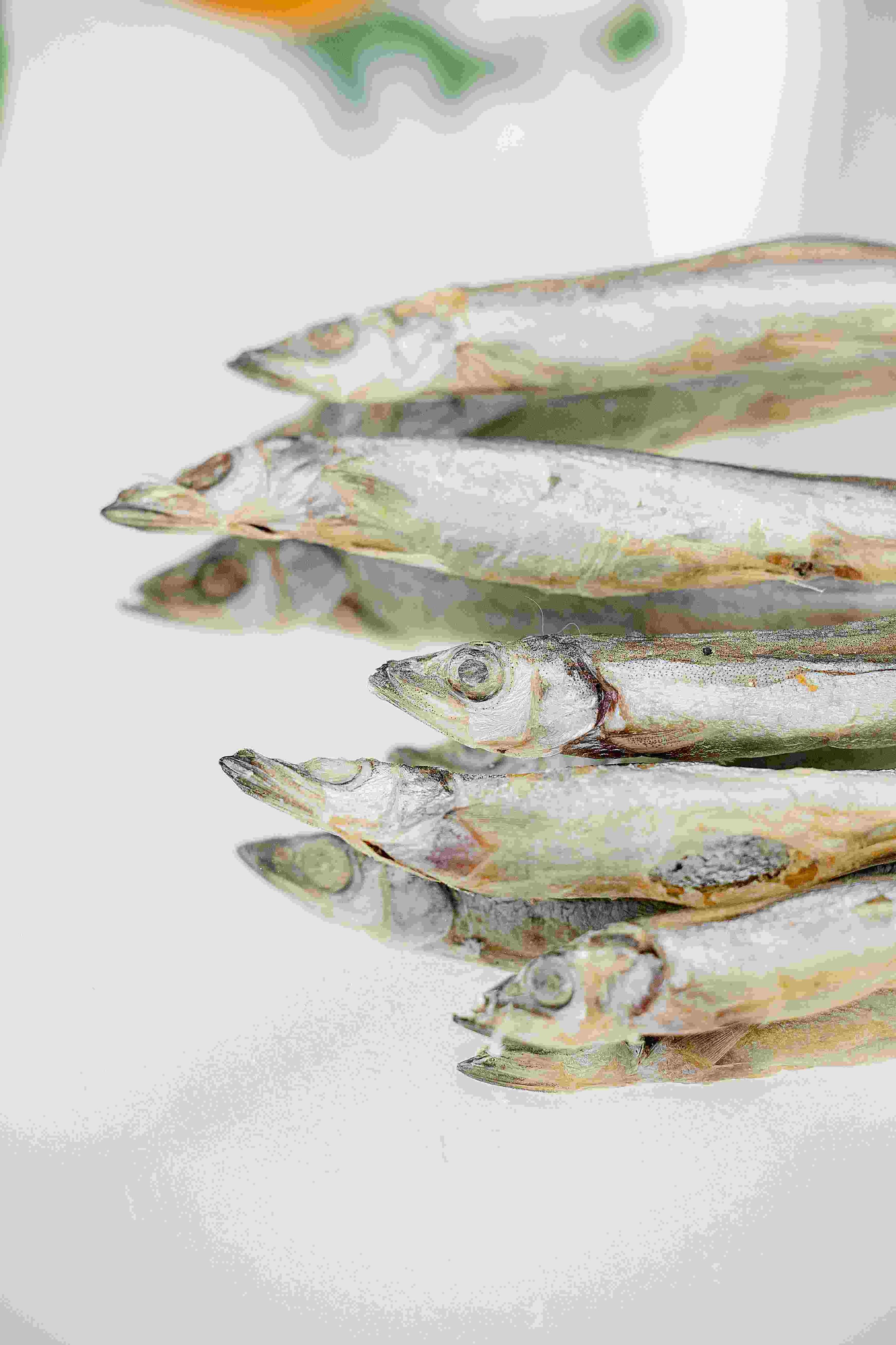 柳葉魚凍乾｜高蛋白無添加寵物零食【HOHOEMI】