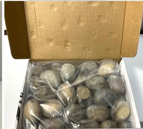 帶殼鮑魚 20顆（盒裝）