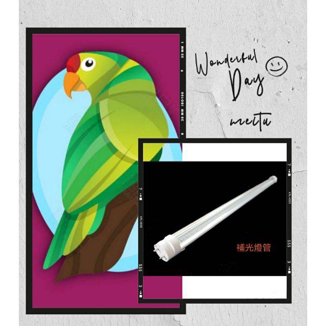 鳥寶專用-全光譜＋紫外線，T8，led燈管（燈座款）