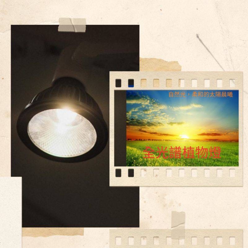 植物燈 爆亮 led 燈泡 不防水 20瓦 全光譜 聚光燈 E27 觀葉 多肉 龍舌蘭 塊根 鹿角蕨 龜背芋 紅狐 開花