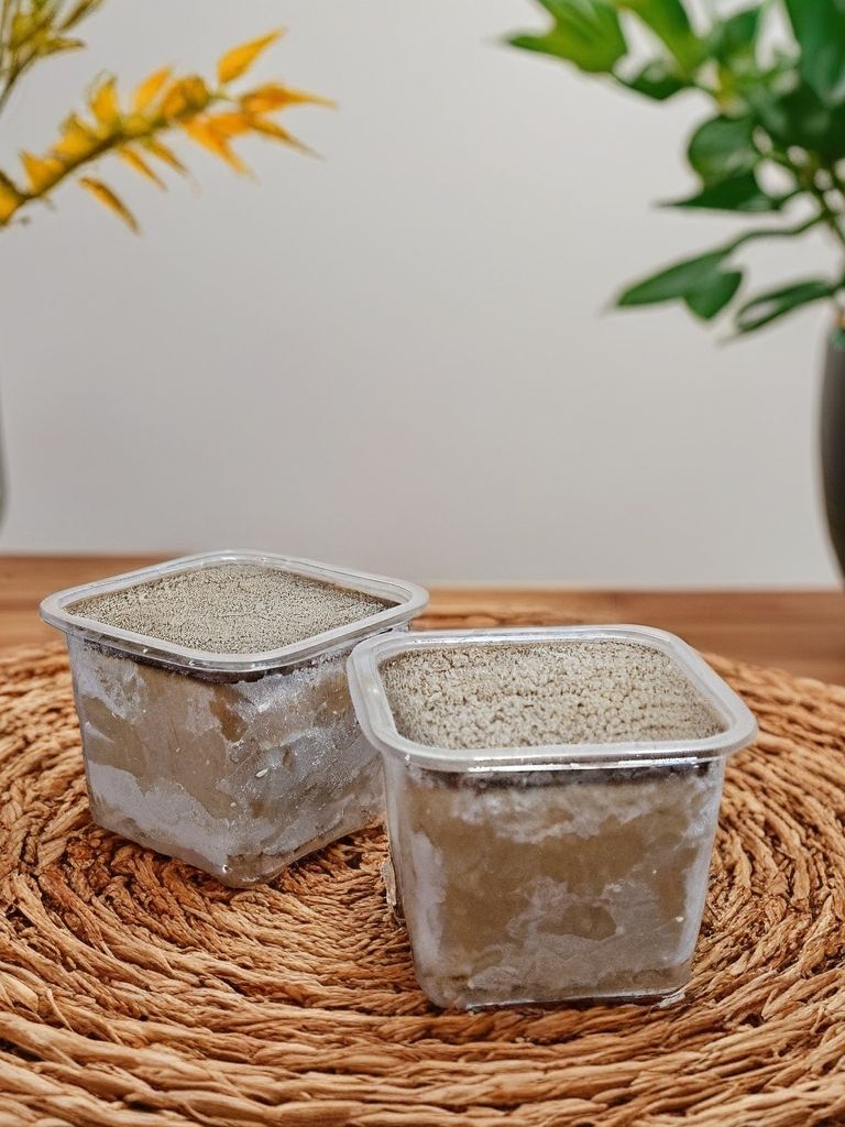 黑糖蜜杯子蛋糕（4天準備）