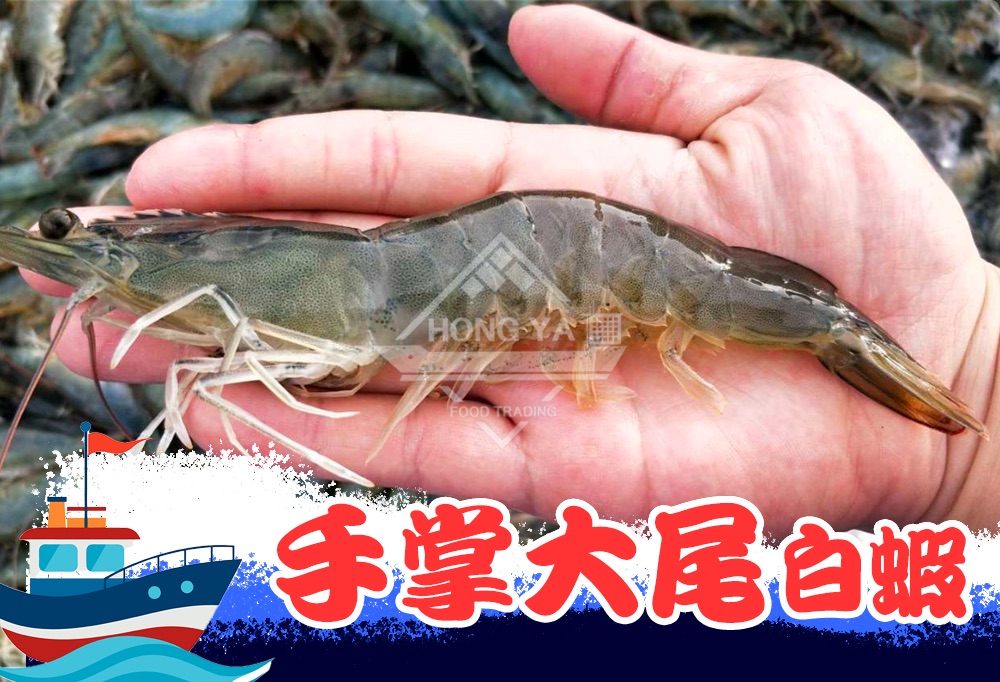 大規格白蝦
