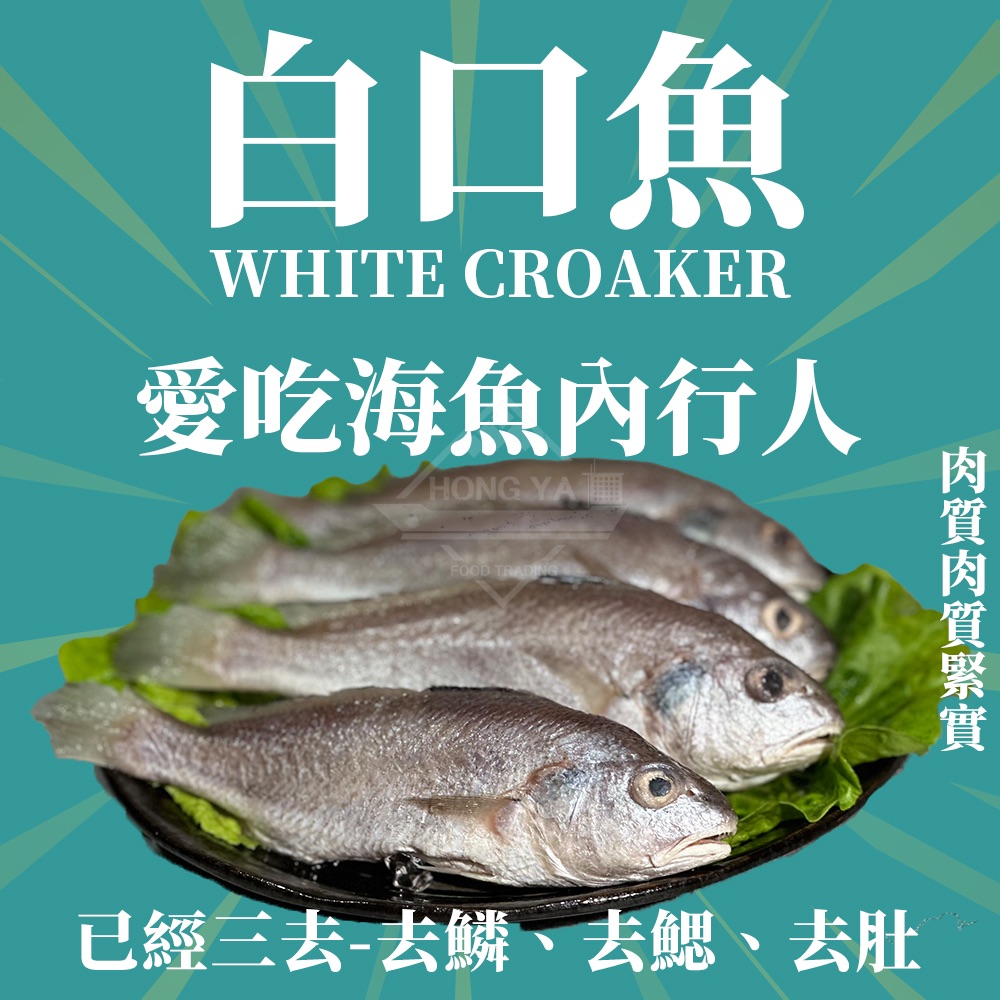 深海白口魚 四尾入