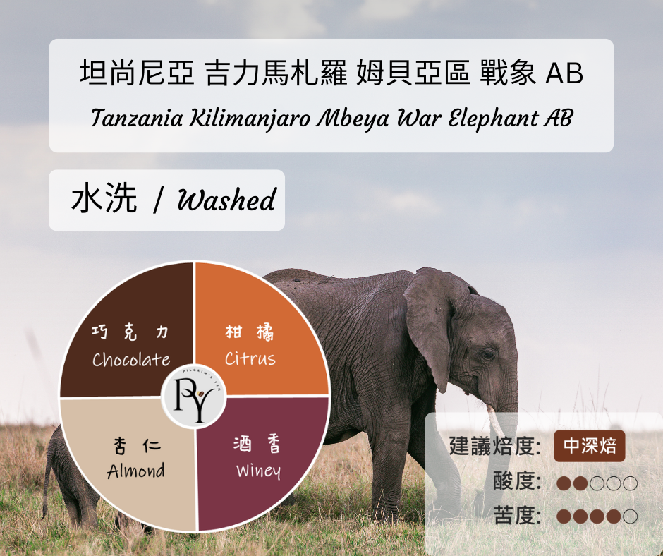 坦尚尼亞 吉力馬札羅 姆貝亞區 戰象 AB 水洗 | 半磅
