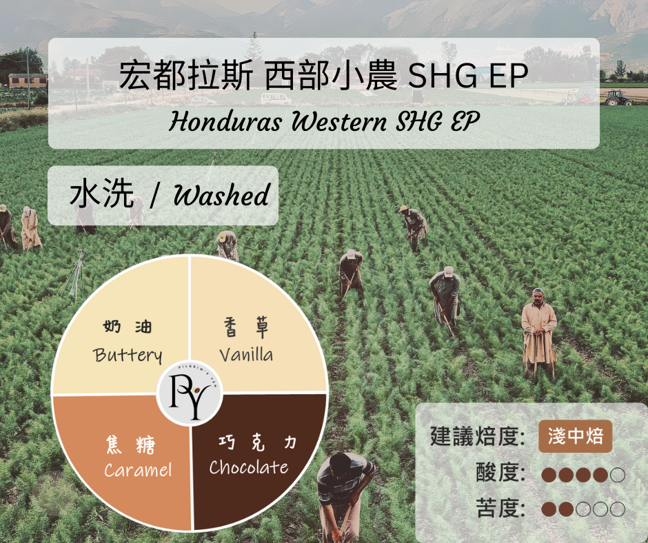 宏都拉斯 拉巴斯省 黑莓莊園 艾爾南小農 IH90 水洗 | 半磅