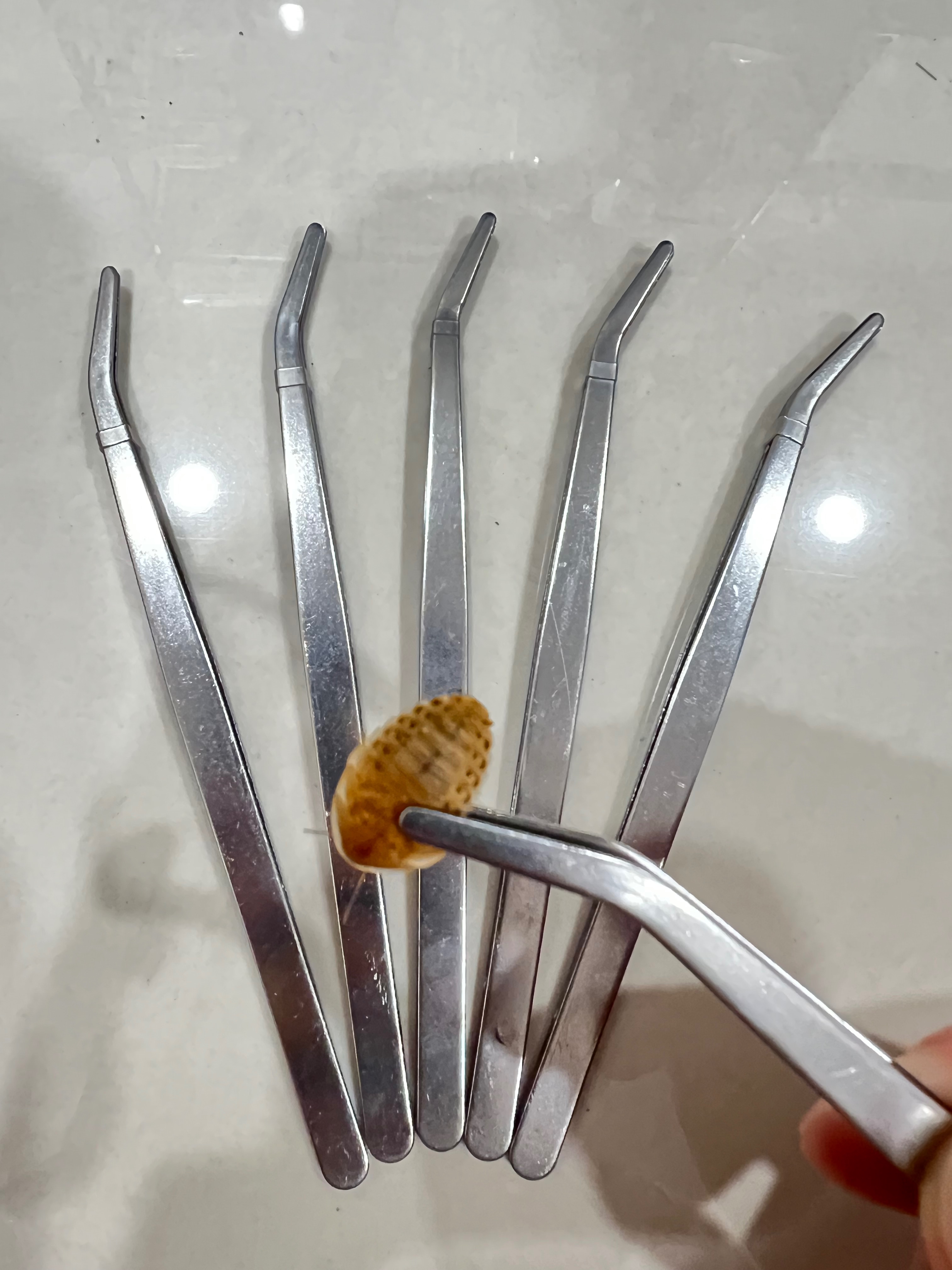 白鐵餵食夾