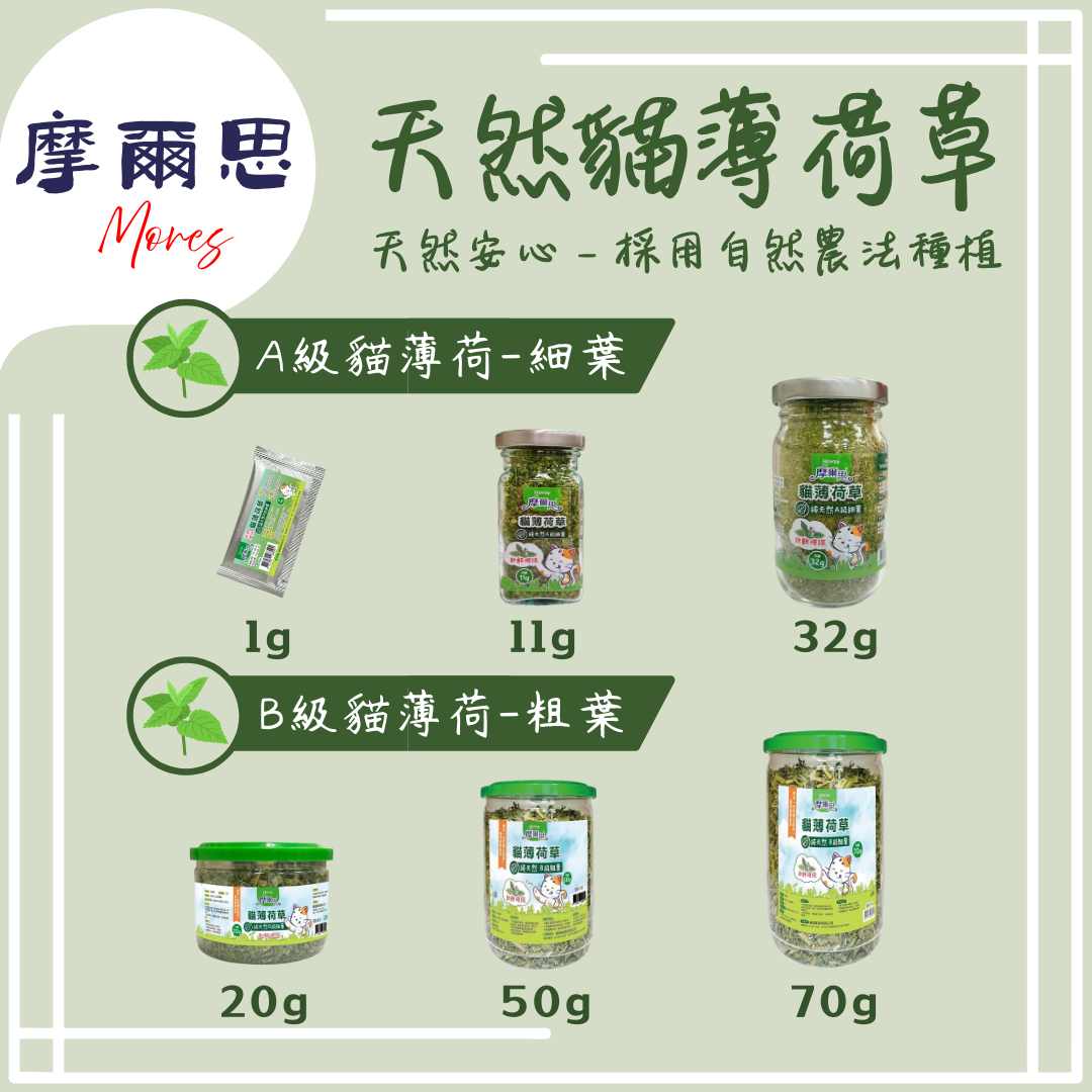 貓貓專屬「摩爾思Mores」 貓薄荷草